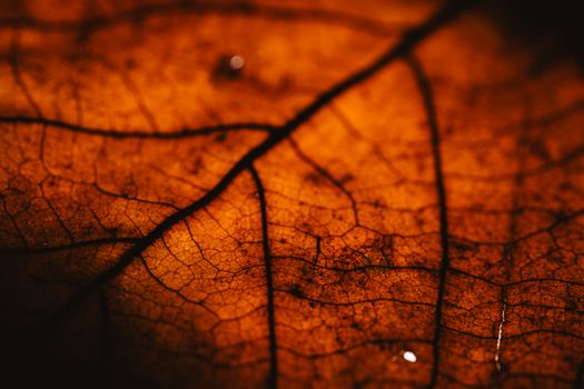 Detailed macro image of an autumn leaf showing intricate vein patterns, highlighting fall colors.