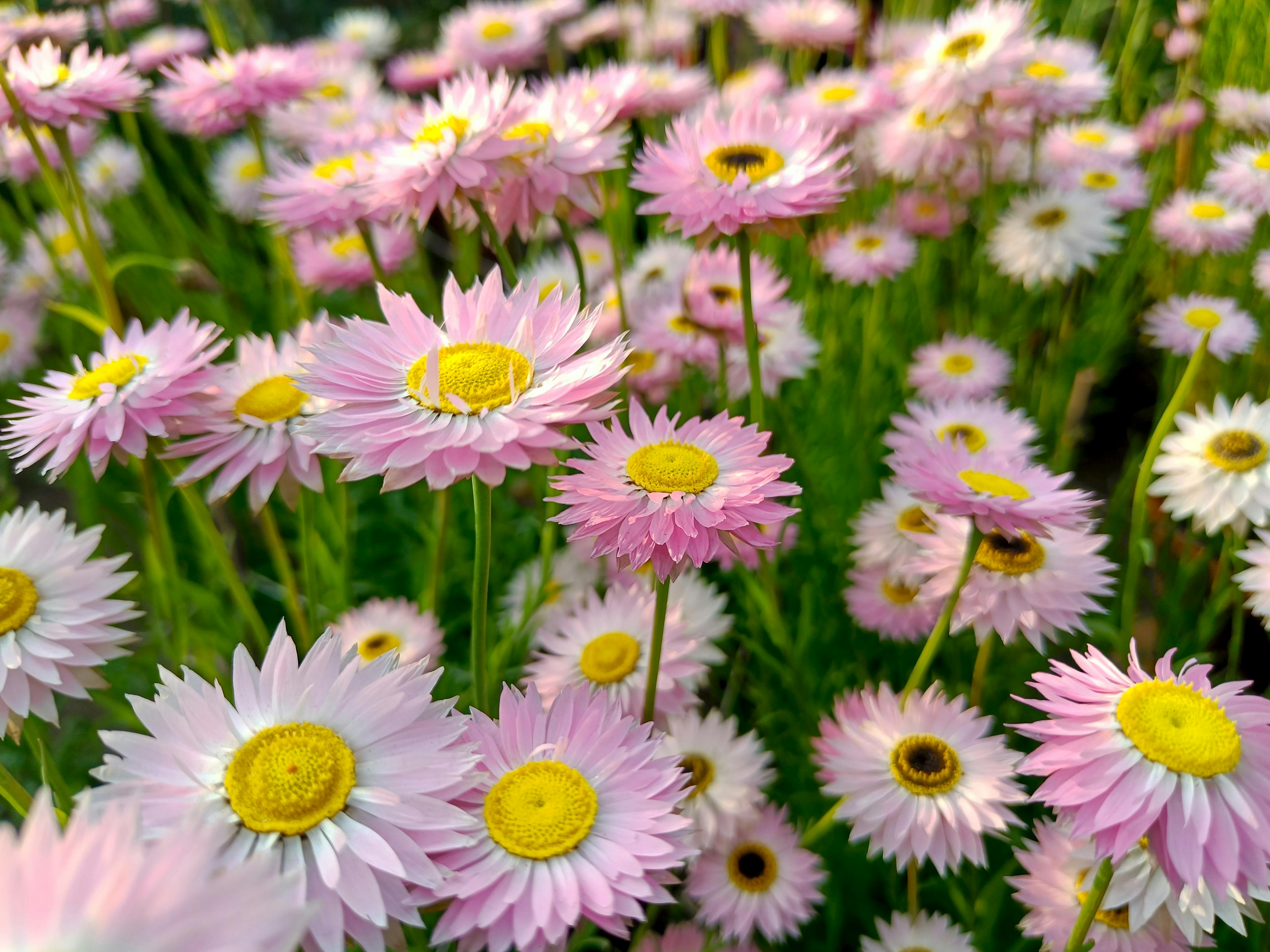 Безкоштовне Прекрасні рожеві ромашки у повному розквіті, сфотографовані в Лакхнау, демонструють яскраві кольори та безтурботну красу природи. стокове фото