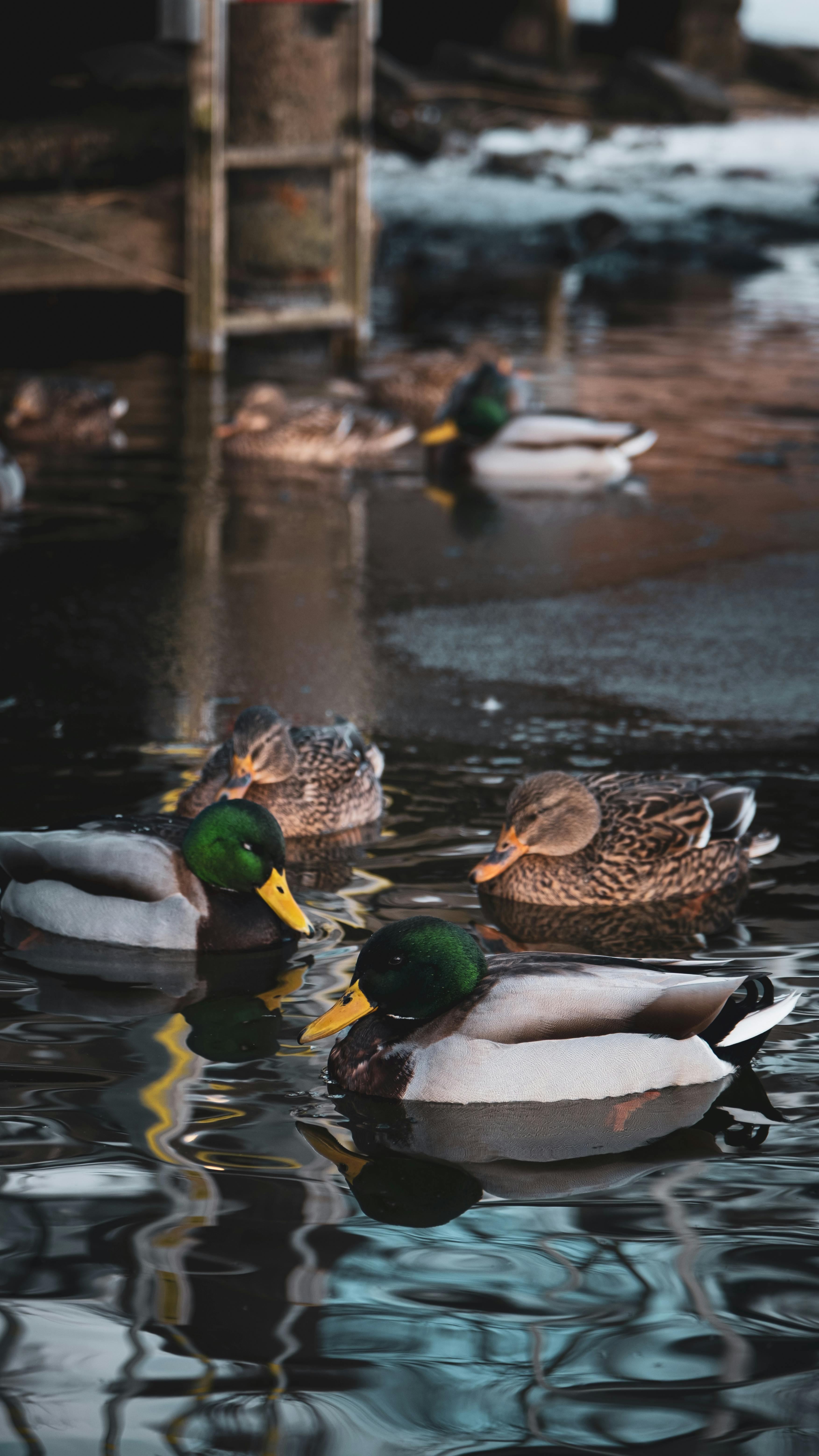 Miễn phí Những con vịt trời đang bơi lội trong một hồ nước yên bình ở Stockholm vào một ngày mùa đông thanh bình. Ảnh lưu trữ