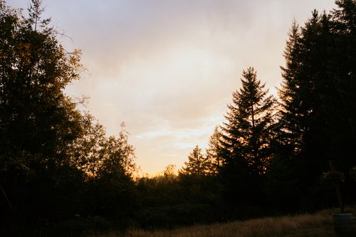 Free Peaceful sunset in a forest with silhouetted trees and a warm sky. Stock Photo