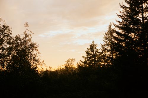 Free A tranquil sunset over a forest, casting silhouettes of trees against the golden sky. Stock Photo
