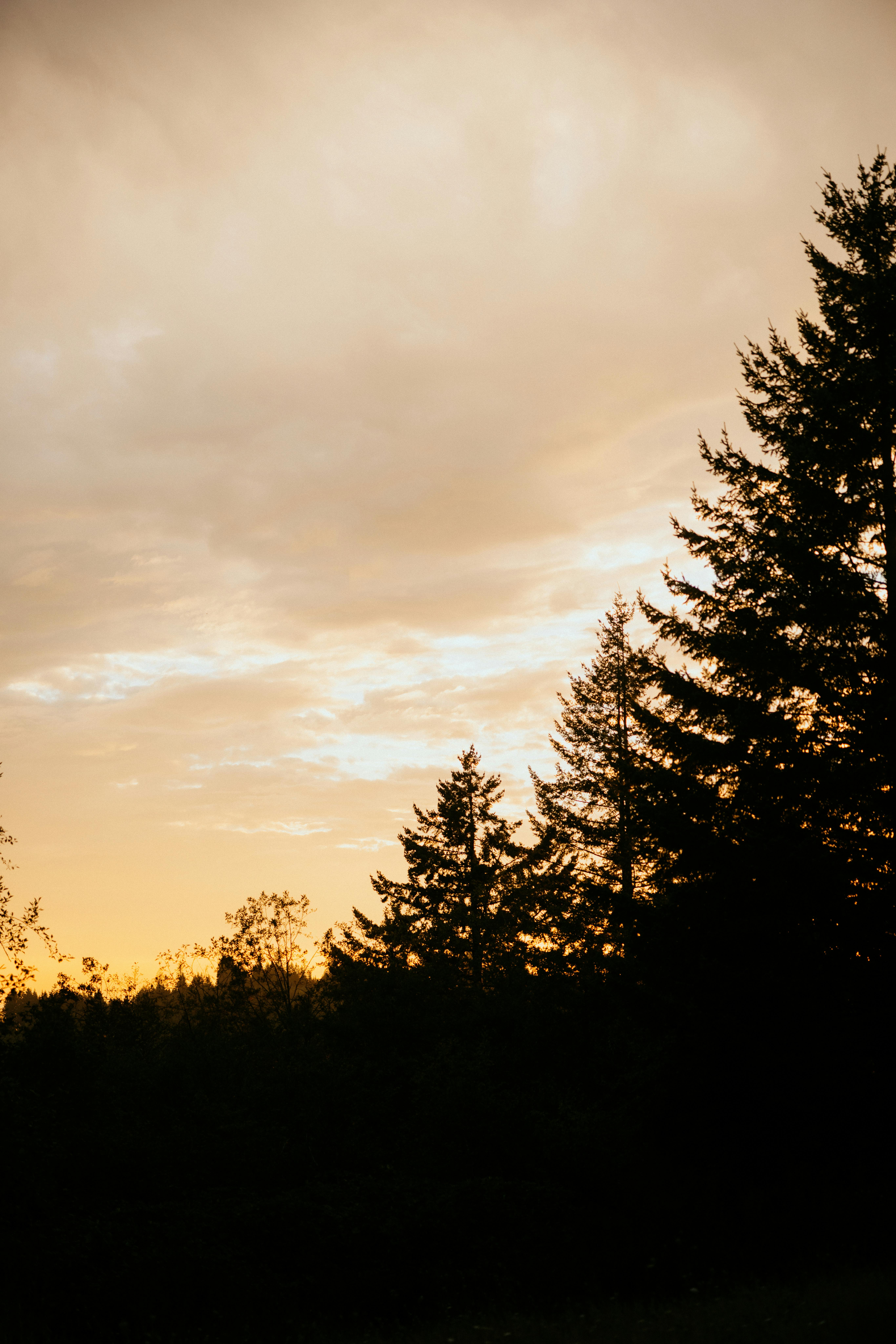 免费 夕阳西下，金色的天空映衬着树木美丽的轮廓，营造出宁静祥和的氛围。 素材图片