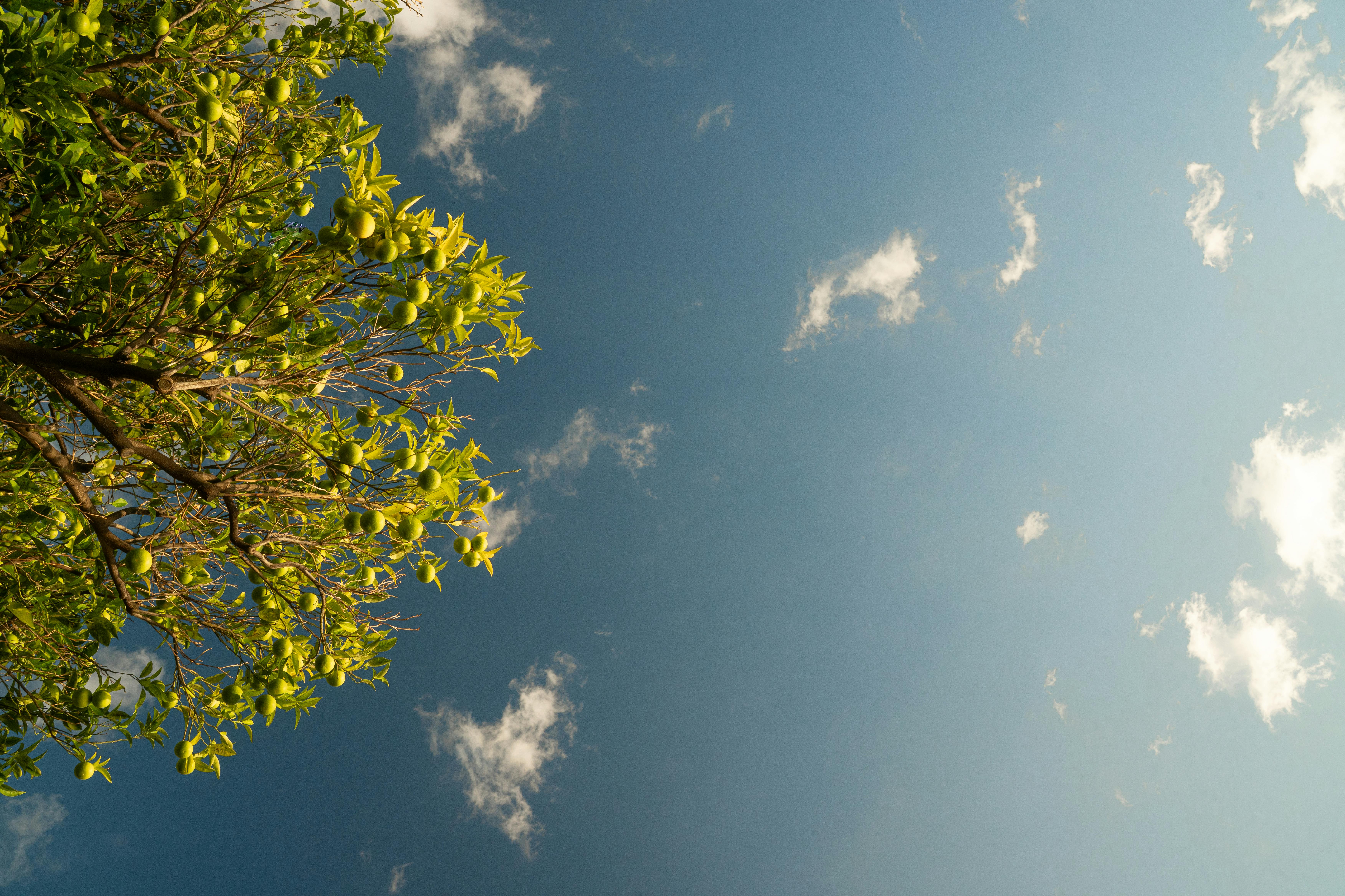 Kostenlos Leuchtend grüne Baumzweige und Früchte vor einem strahlend blauen Himmel mit Wolken. Stock-Foto