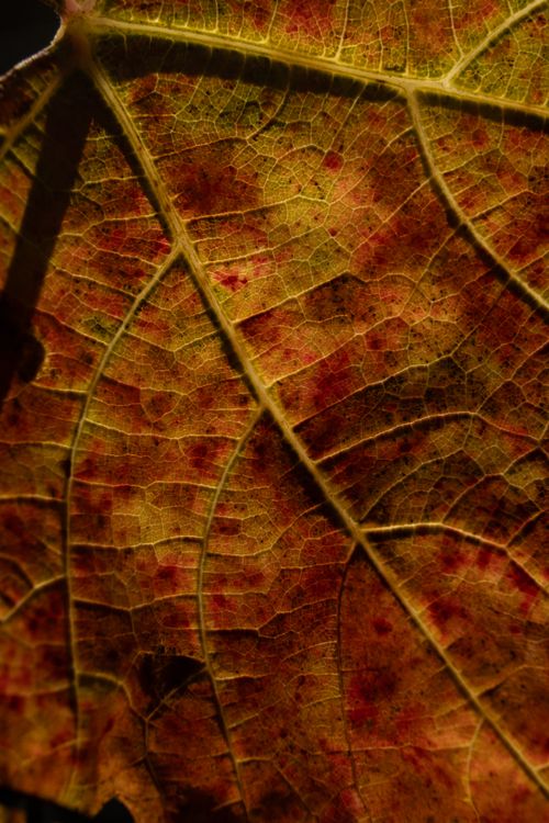 Free Detailed close-up of a warm-toned autumn leaf showing intricate vein patterns. Stock Photo