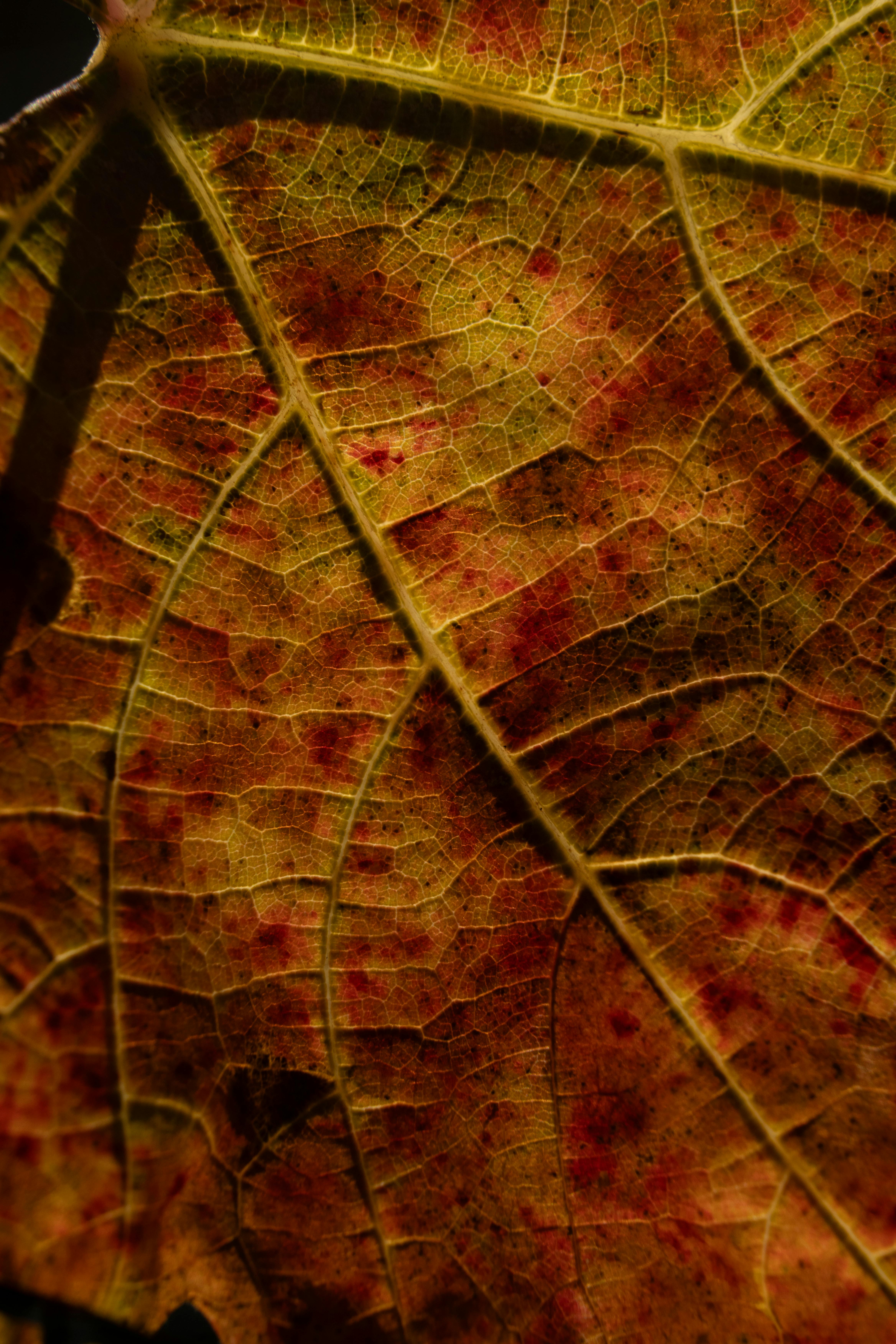 Zadarmo Detailný záber na teplý jesenný list so zložitými vzormi žíl. Fotka z fotobanky