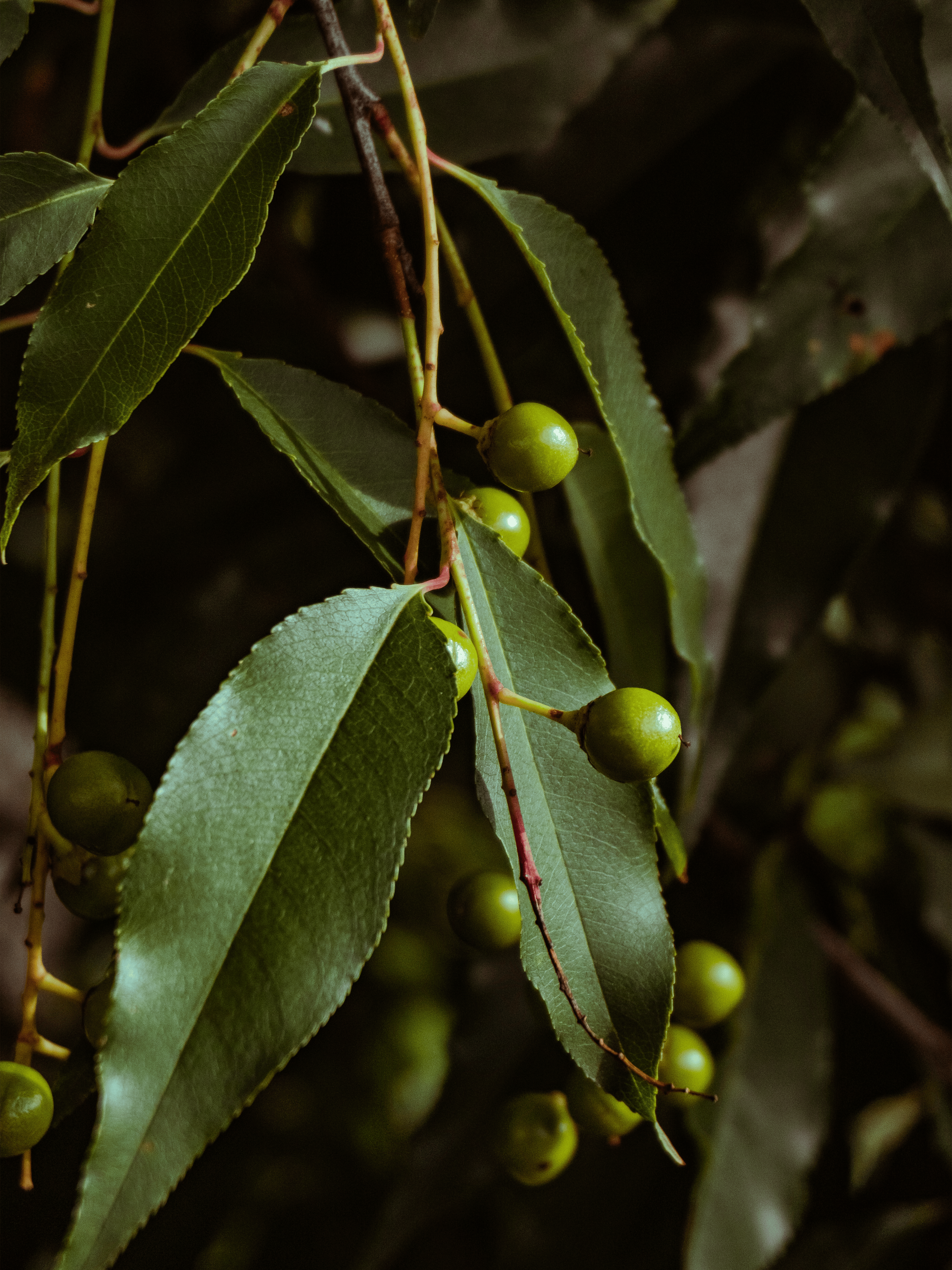 免费 绿叶的细节图，上面点缀着小小的圆形浆果，展现了自然的纹理。 素材图片