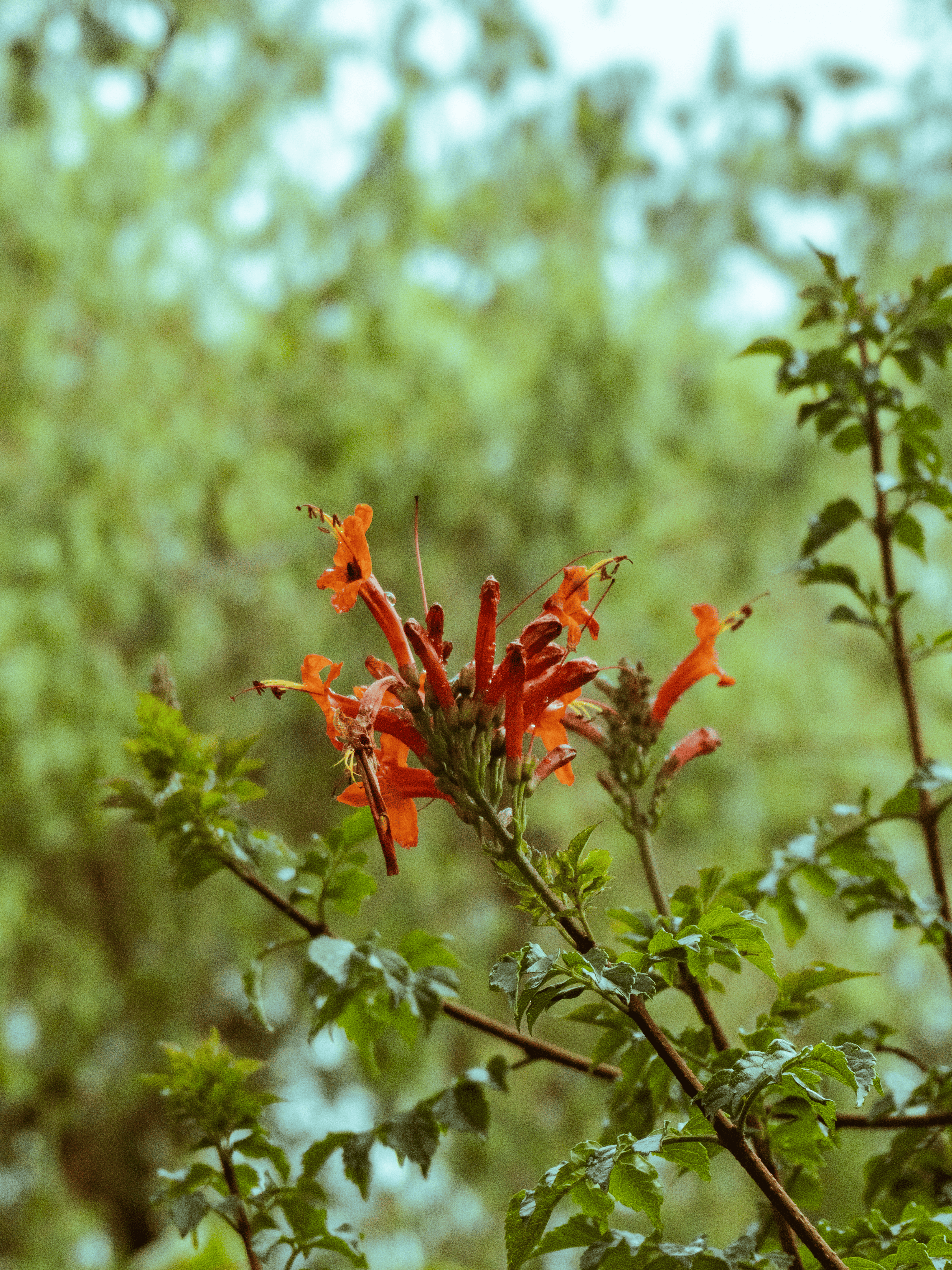 Zadarmo Detailný záber žiarivých oranžových kvetov so zelenými listami, ideálny pre prírodné a botanické témy. Fotka z fotobanky