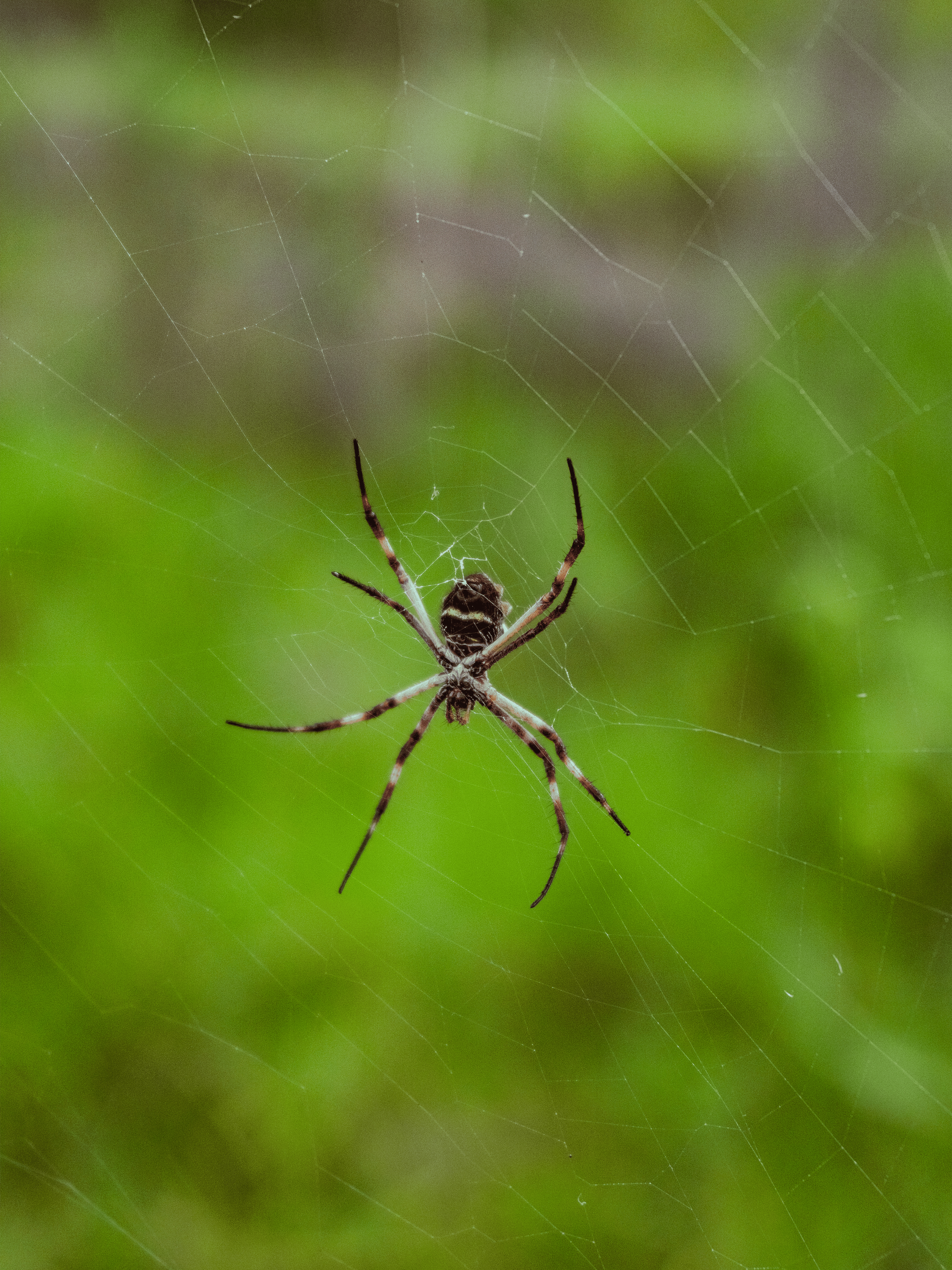 ingyenes Részletes makrófelvétel egy pókról, amint finoman egyensúlyoz a hálóján elmosódott zöld lombozat között. Stockfotó