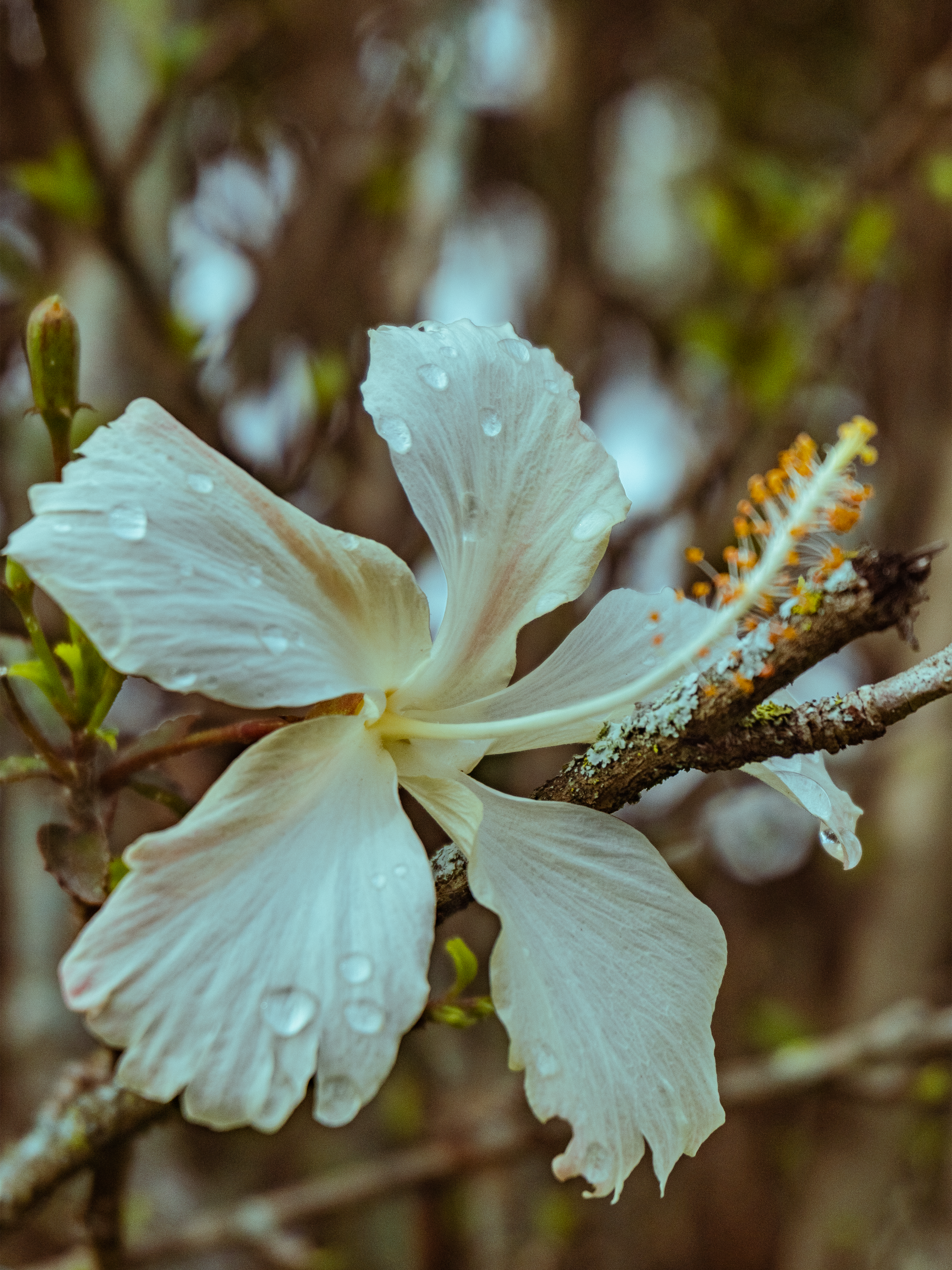 Capture of a delicate white hibiscus flower with dewdrops, showcasing nature's beauty.