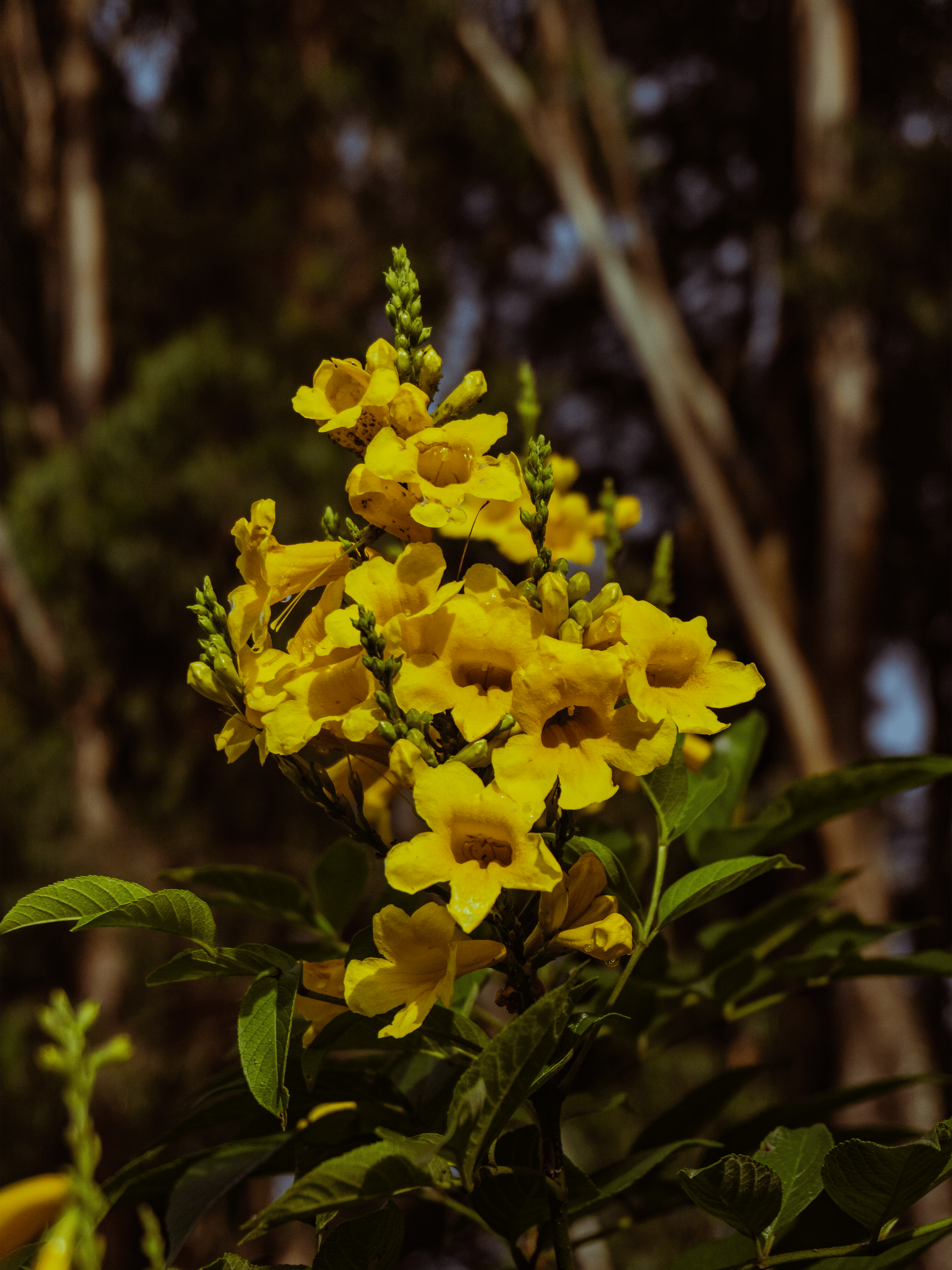 Безкоштовне Макрознімок яскраво-жовтих квітів Текома, що квітнуть на вулиці з розмитим фоном. стокове фото