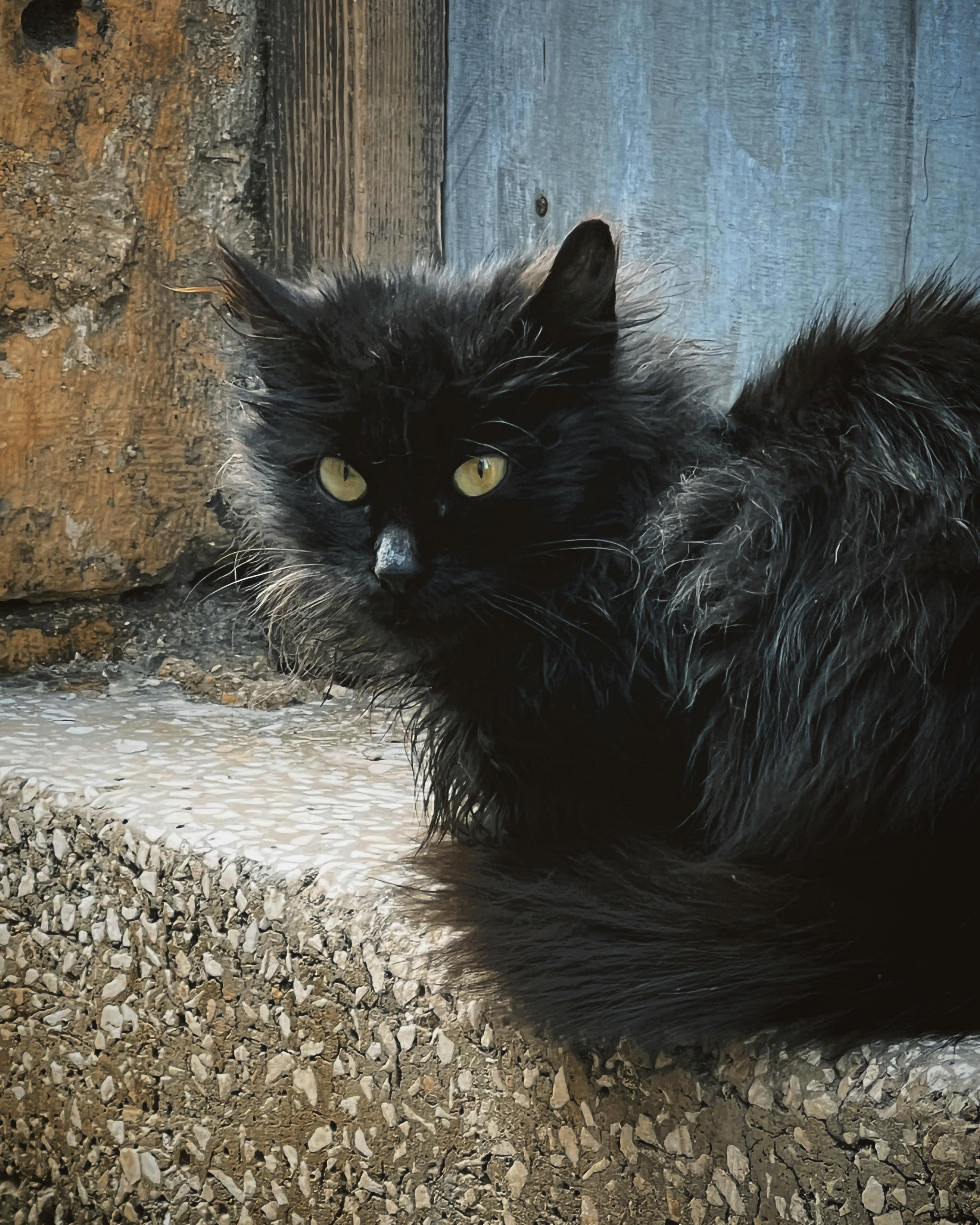 Gratis En fluffy svart katt med gjennomtrengende gule øyne slapper av på en rustik steintrapp utenfor en tredør. Arkivbilde