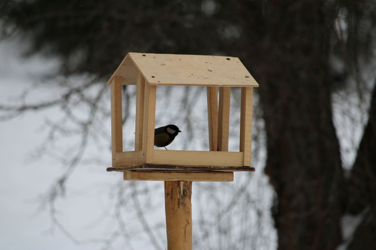 Mésange charbonnière sur une mangeoire en hiver
