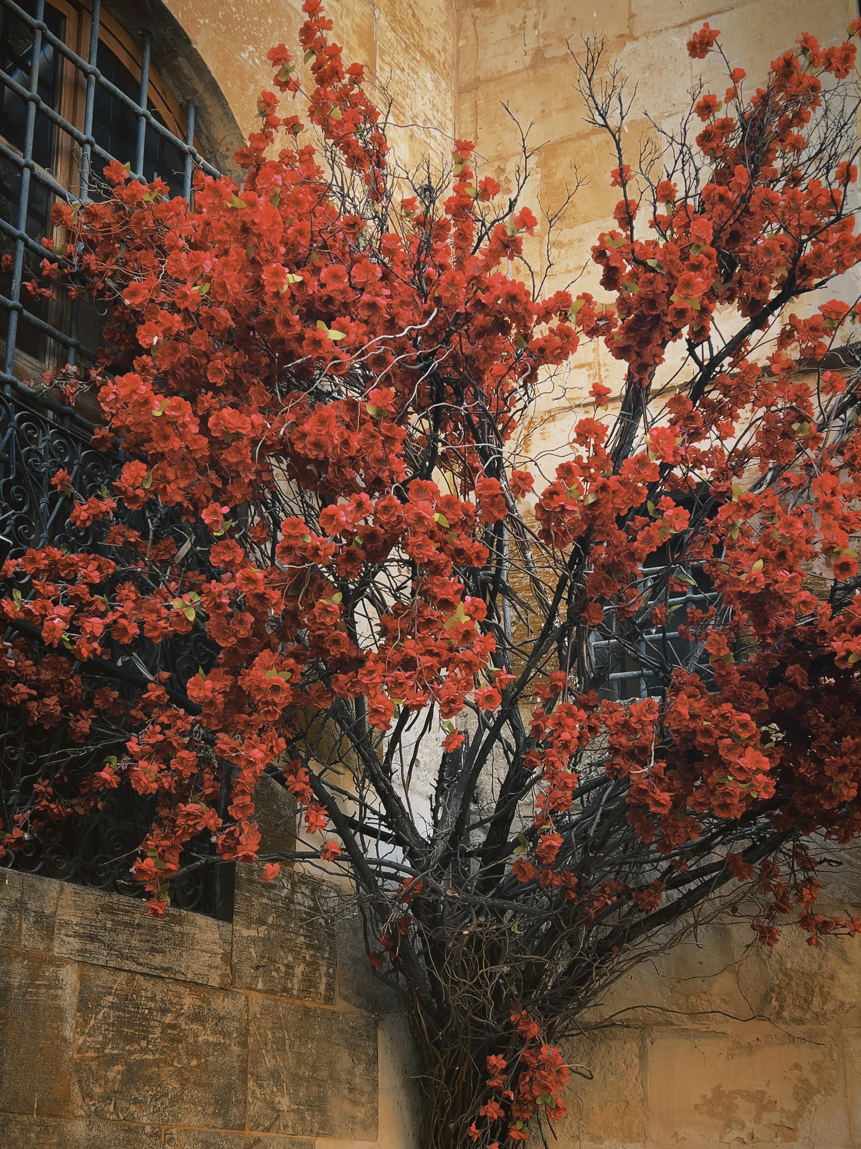 Miễn phí Một cây hoa giấy tuyệt đẹp đang nở rộ bên cạnh bức tường đá mộc mạc. Ảnh lưu trữ