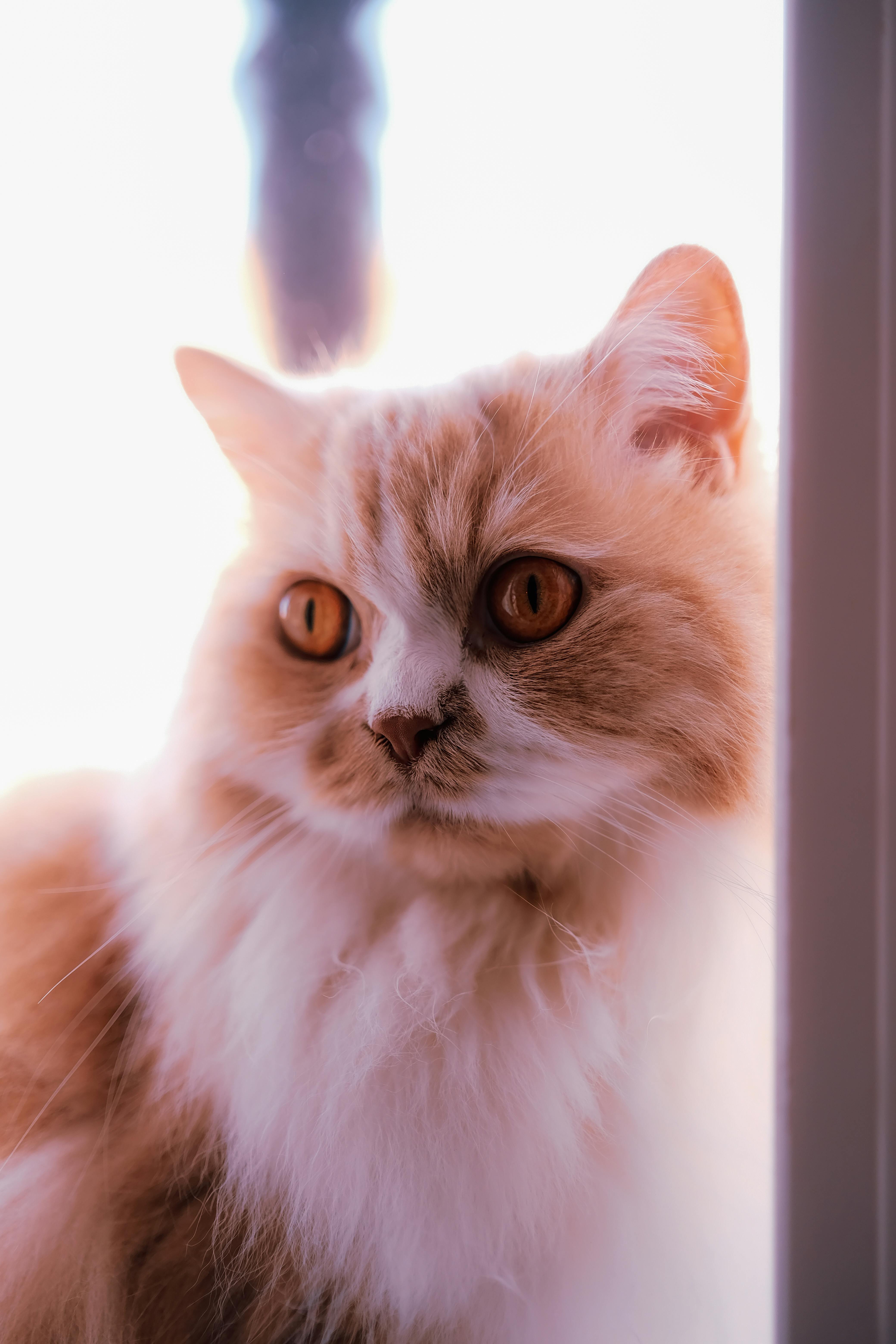 Безкоштовне Портрет пухнастого помаранчевого перського кота з вражаючими бурштиновими очима, що дивиться у вікно. стокове фото