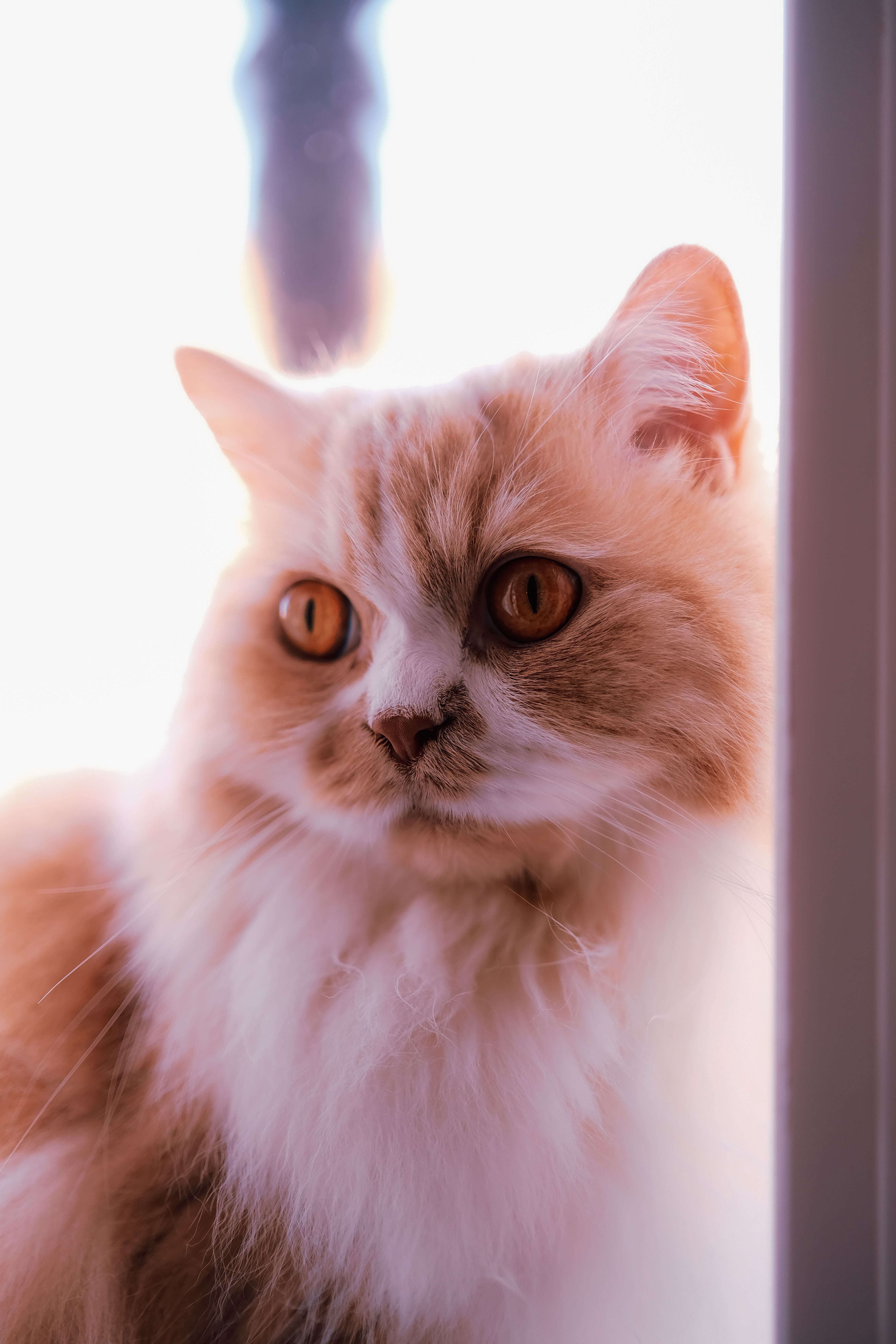 Close-up Portrait of Fluffy Orange Cat · Free Stock Photo