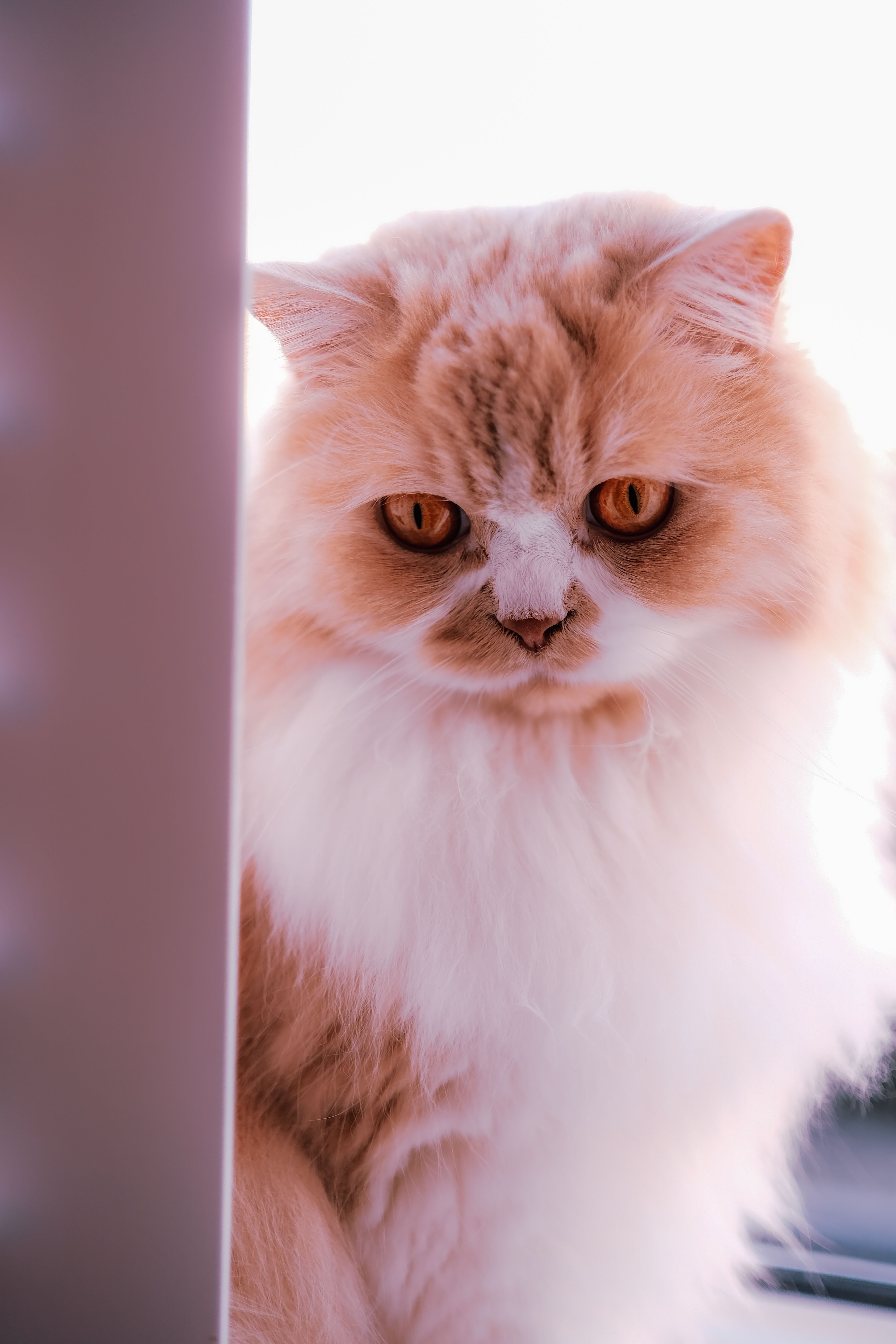 Close-up of a fluffy Persian cat with orange eyes, sitting by a window, bathed in soft light.
