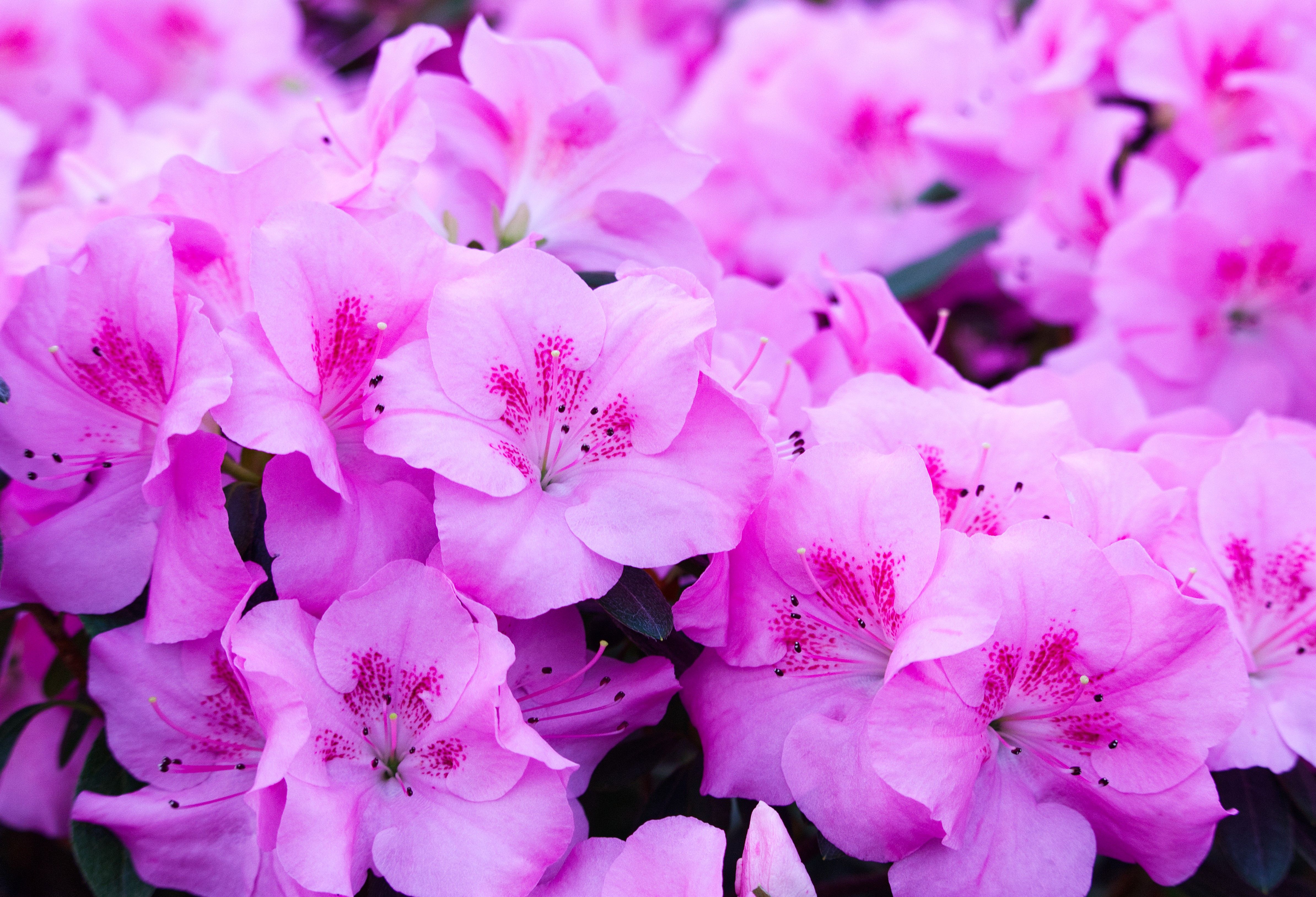 Vibrant Pink Azalea Blossoms in Full Bloom · Free Stock Photo