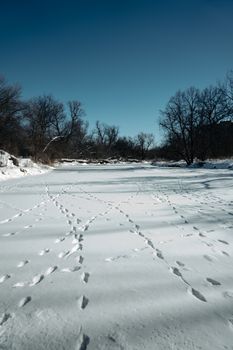 A serene winter landscape featuring animal tracks on a snowy field beneath a clear blue sky.