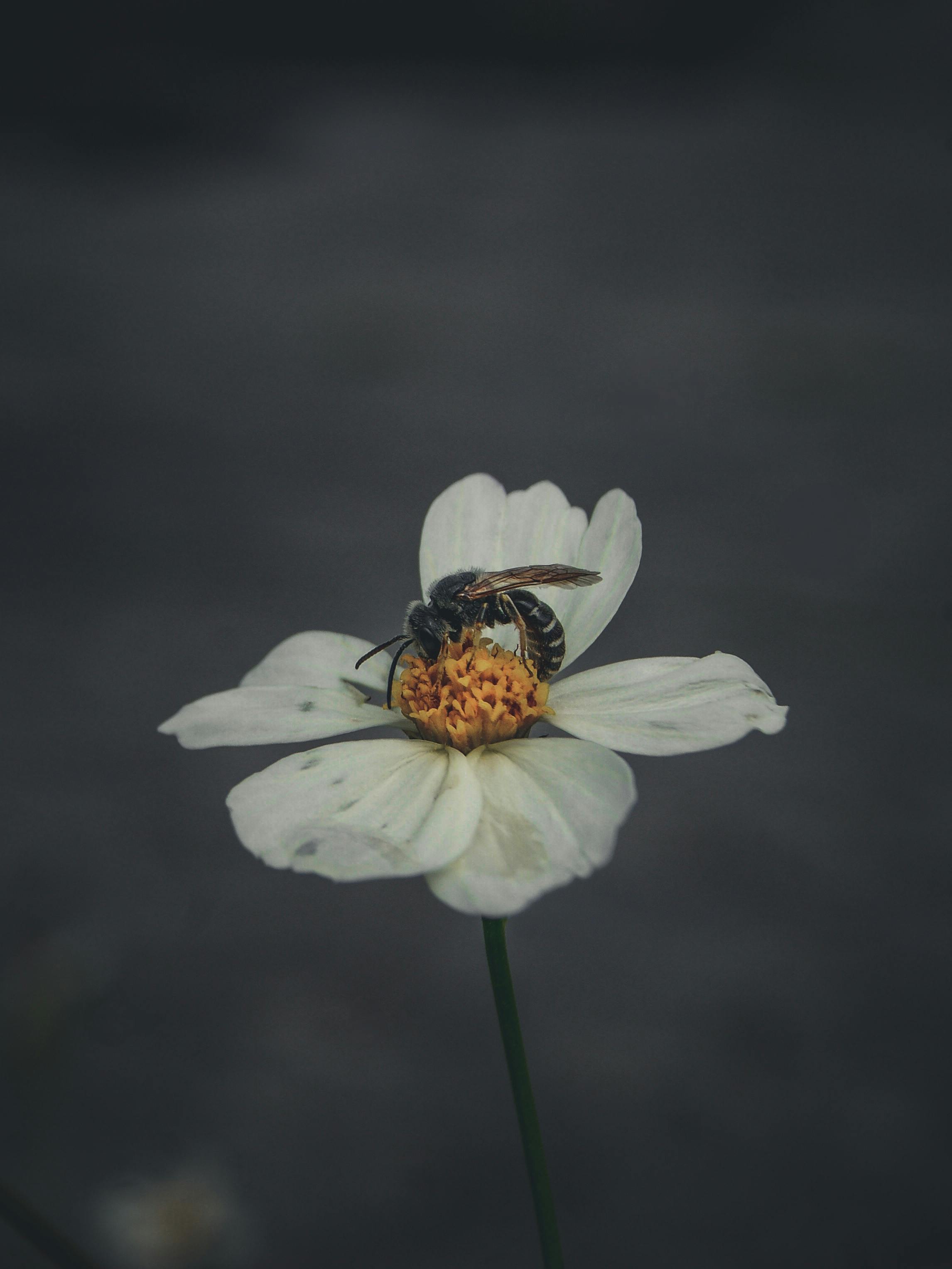 Gratis Et detaljert makrofotografi av en bie som pollinerer en hvit blomst med mørk bakgrunn. Arkivbilde