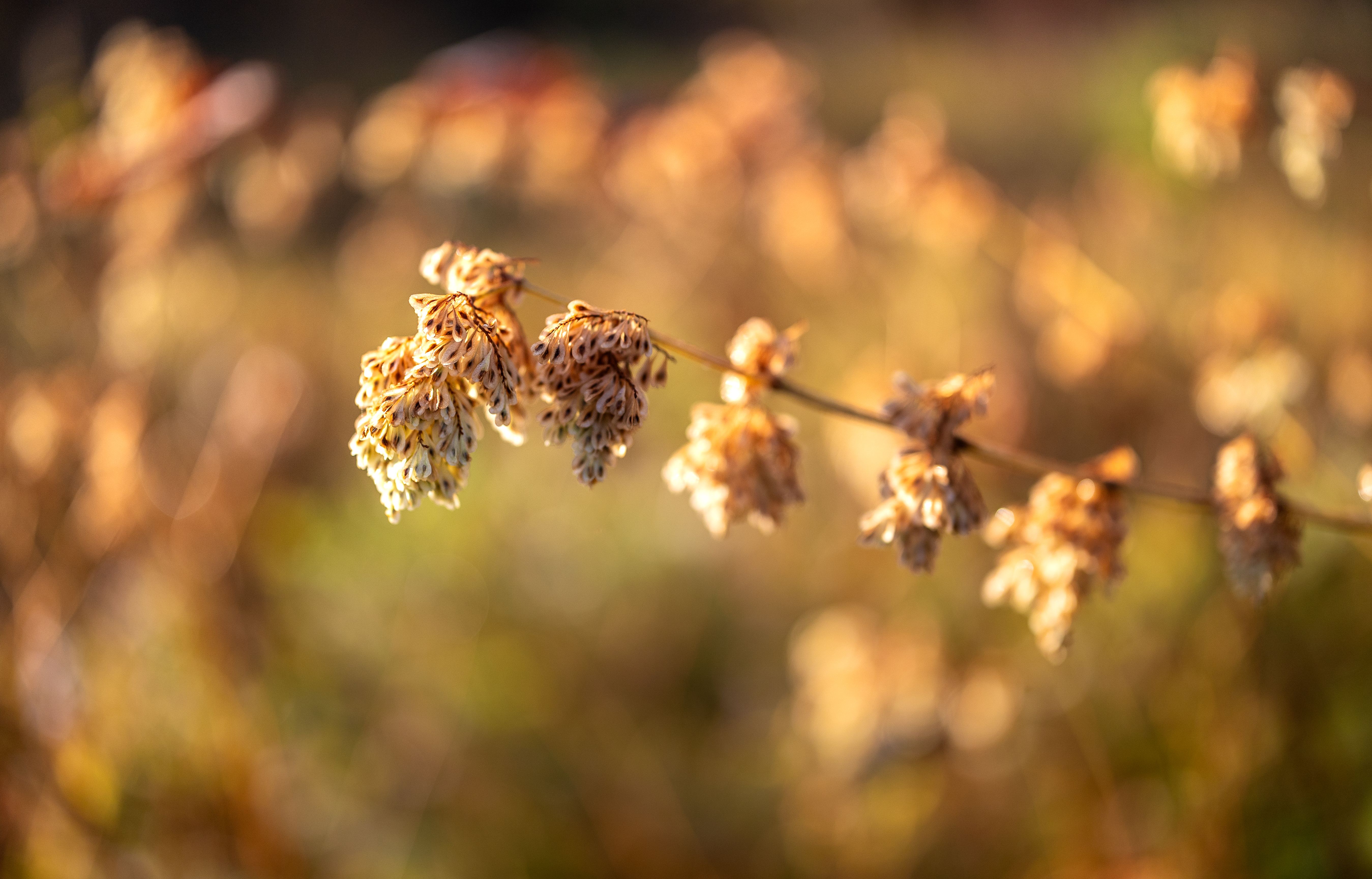 Fall overseeding calendar: Exactly when to put seed down — cover media