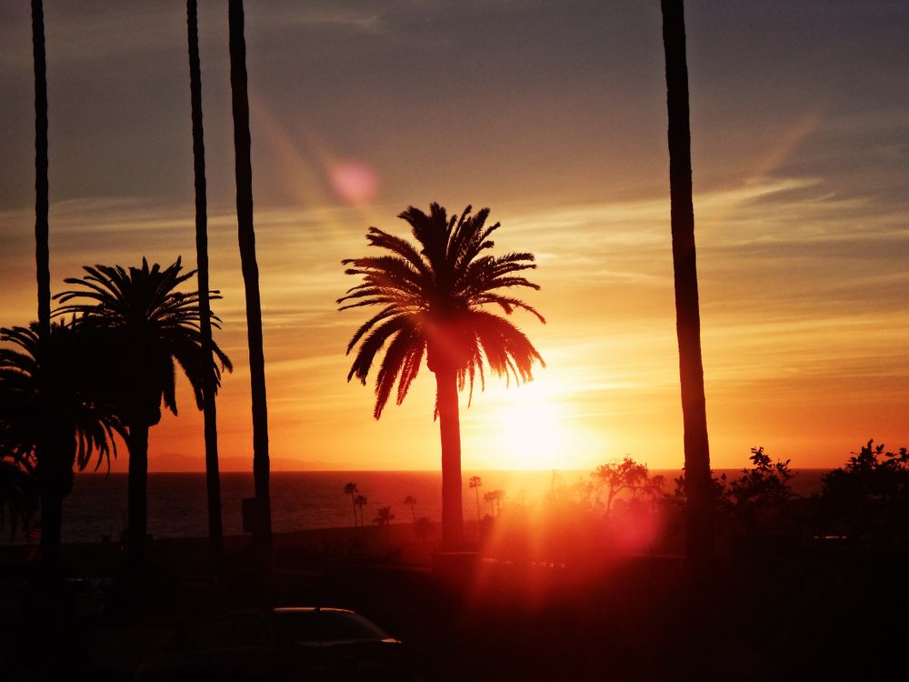 Los Angeles streets and palm trees (image)