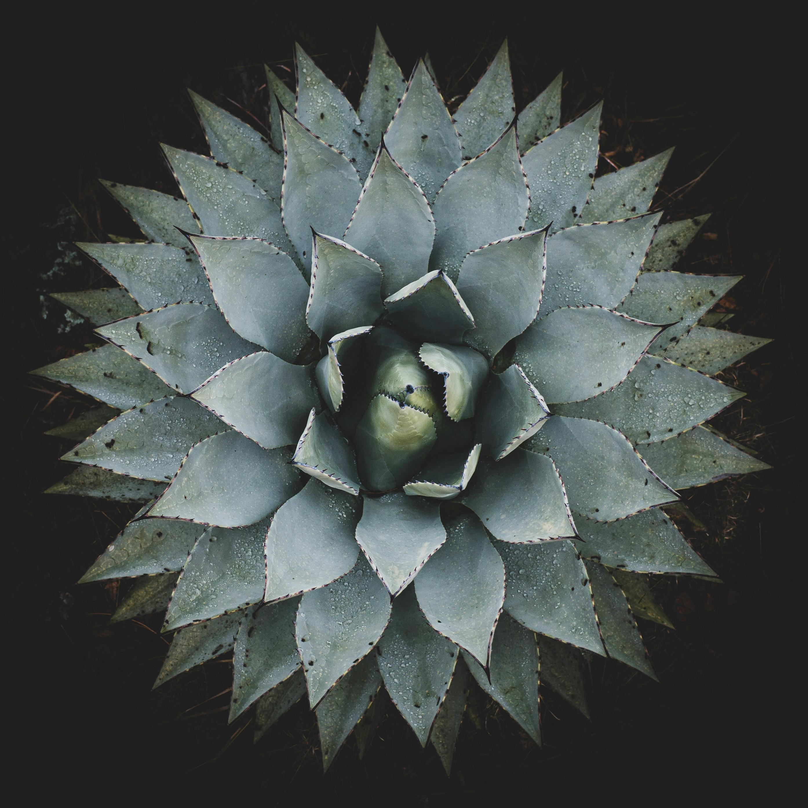 灰色暗调植物摄影壁纸 -桌面天下（Desktx.com）