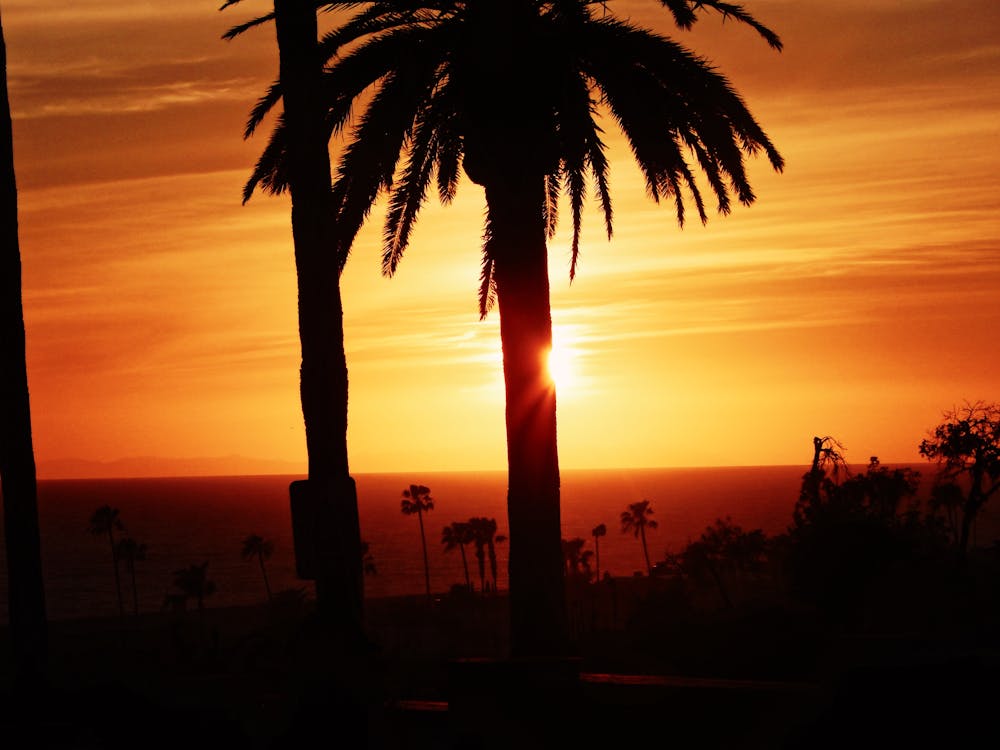 Free stock photo of los angeles, palms, sunset Stock Photo