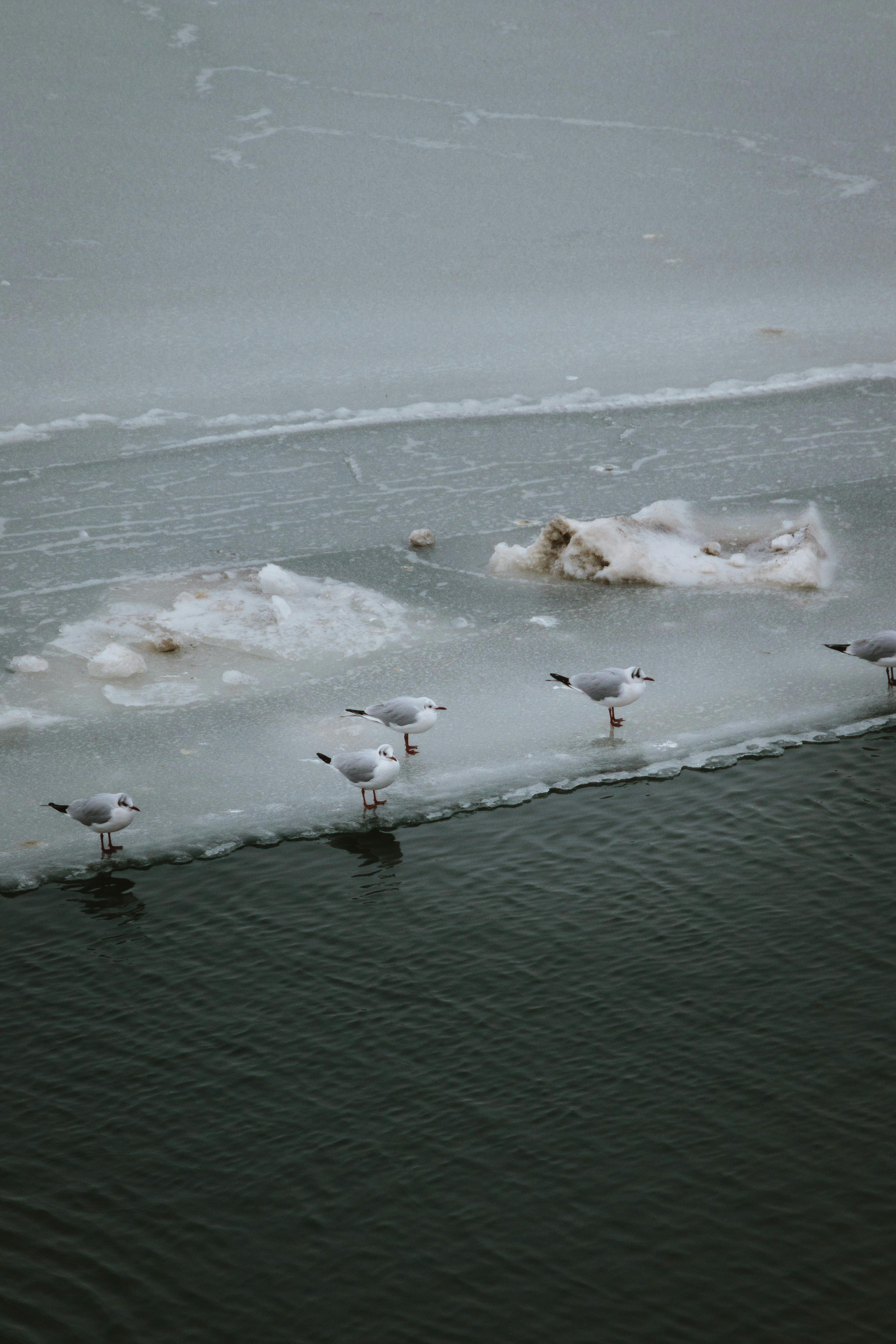 Gratis Måker sitter på isen over vannet og viser frem et fredelig vinterlandskap. Arkivbilde
