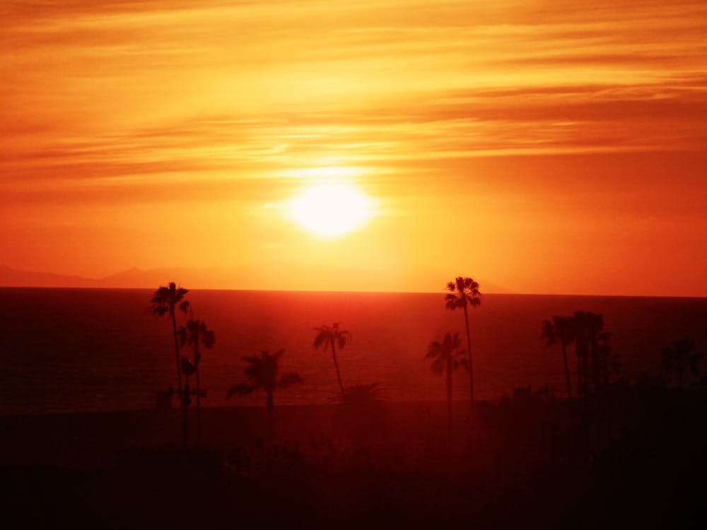 Free stock photo of los angeles, palms, sunset Stock Photo