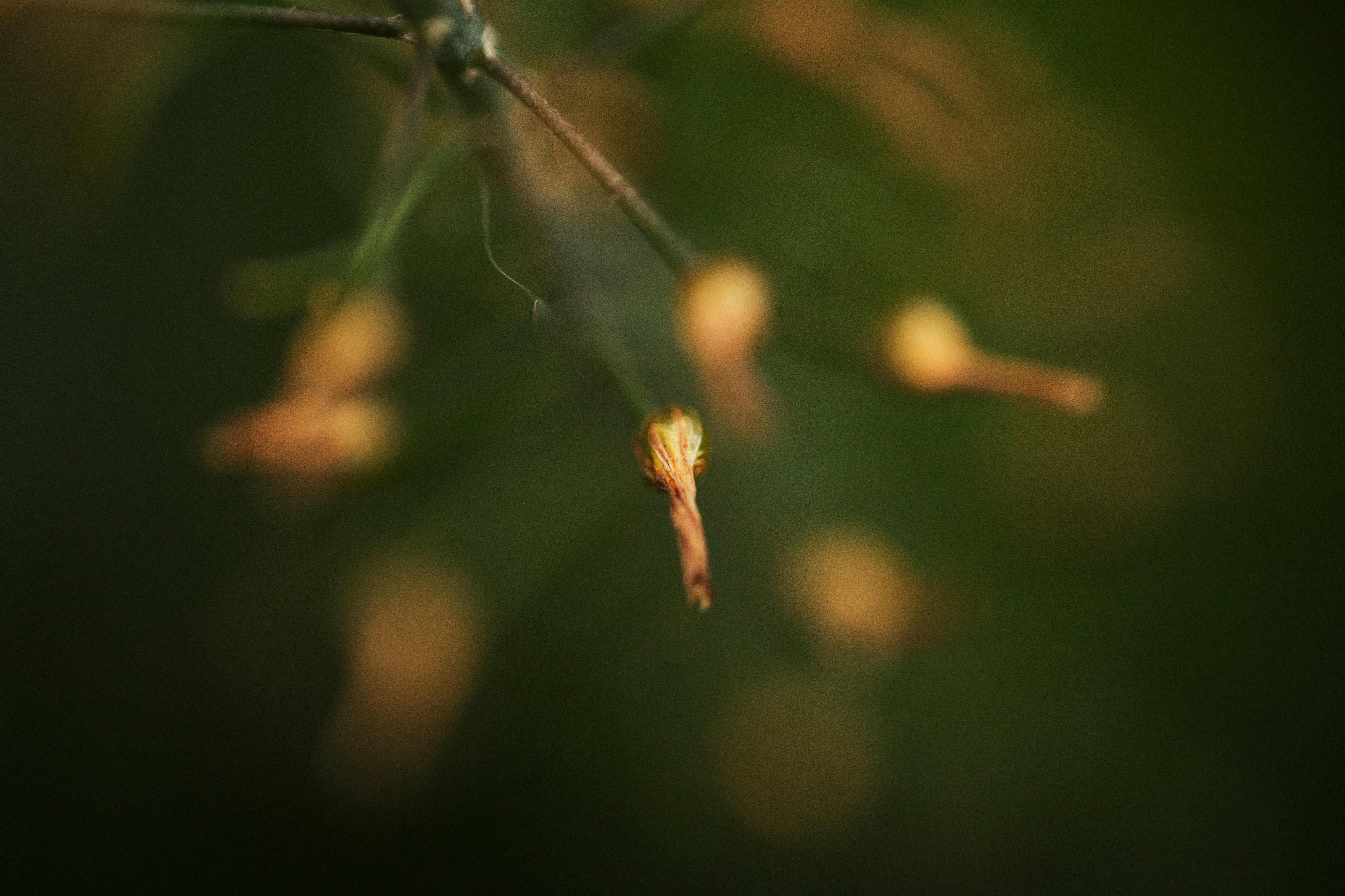 Gratis Macrofotografia artistica di baccelli di semi di piante secche, che mette in risalto i delicati dettagli della natura con una messa a fuoco morbida. Foto a disposizione