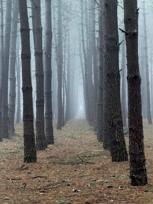 Free A serene misty pathway through a dense pine forest, evoking tranquility. Stock Photo