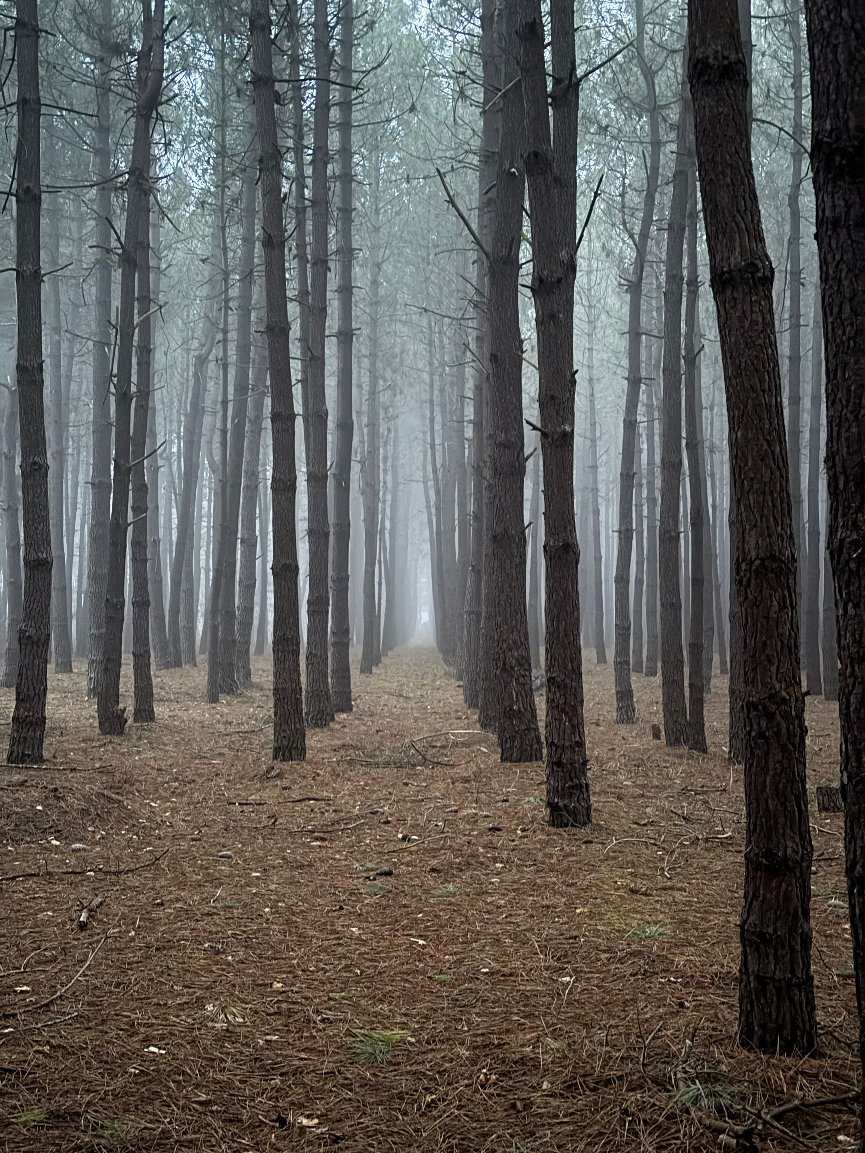 Misty Forest Pathway with Tall Pine Trees · Free Stock Photo