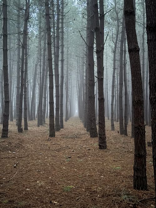 Free A serene view of a foggy forest pathway lined with tall pine trees, creating a mysterious ambiance. Stock Photo