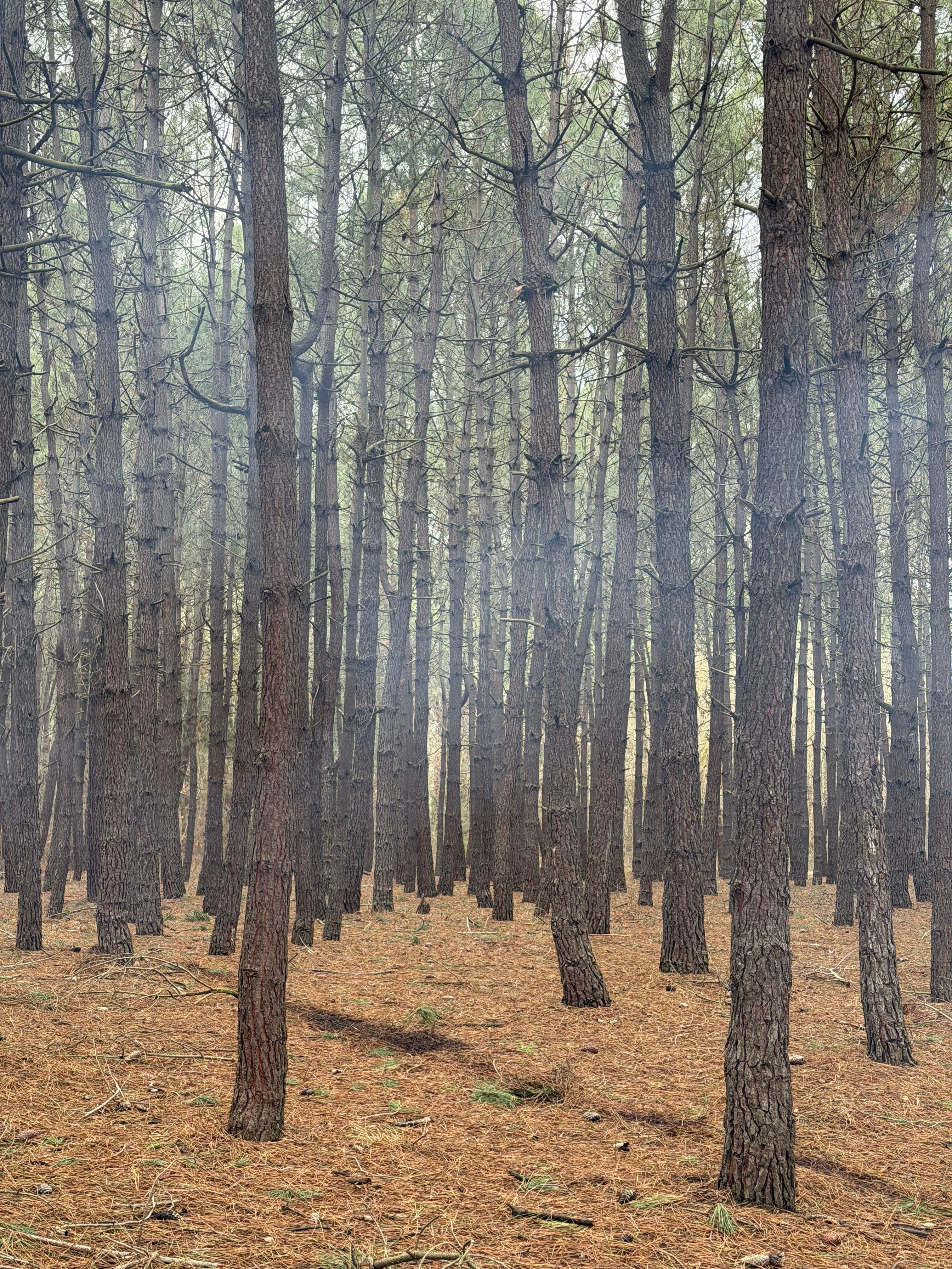 Serene Pine Forest with Misty Atmosphere · Free Stock Photo