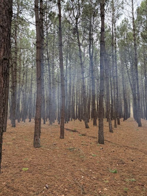 Free Dense pine forest with mist, creating a serene and mystical ambience outdoors. Stock Photo