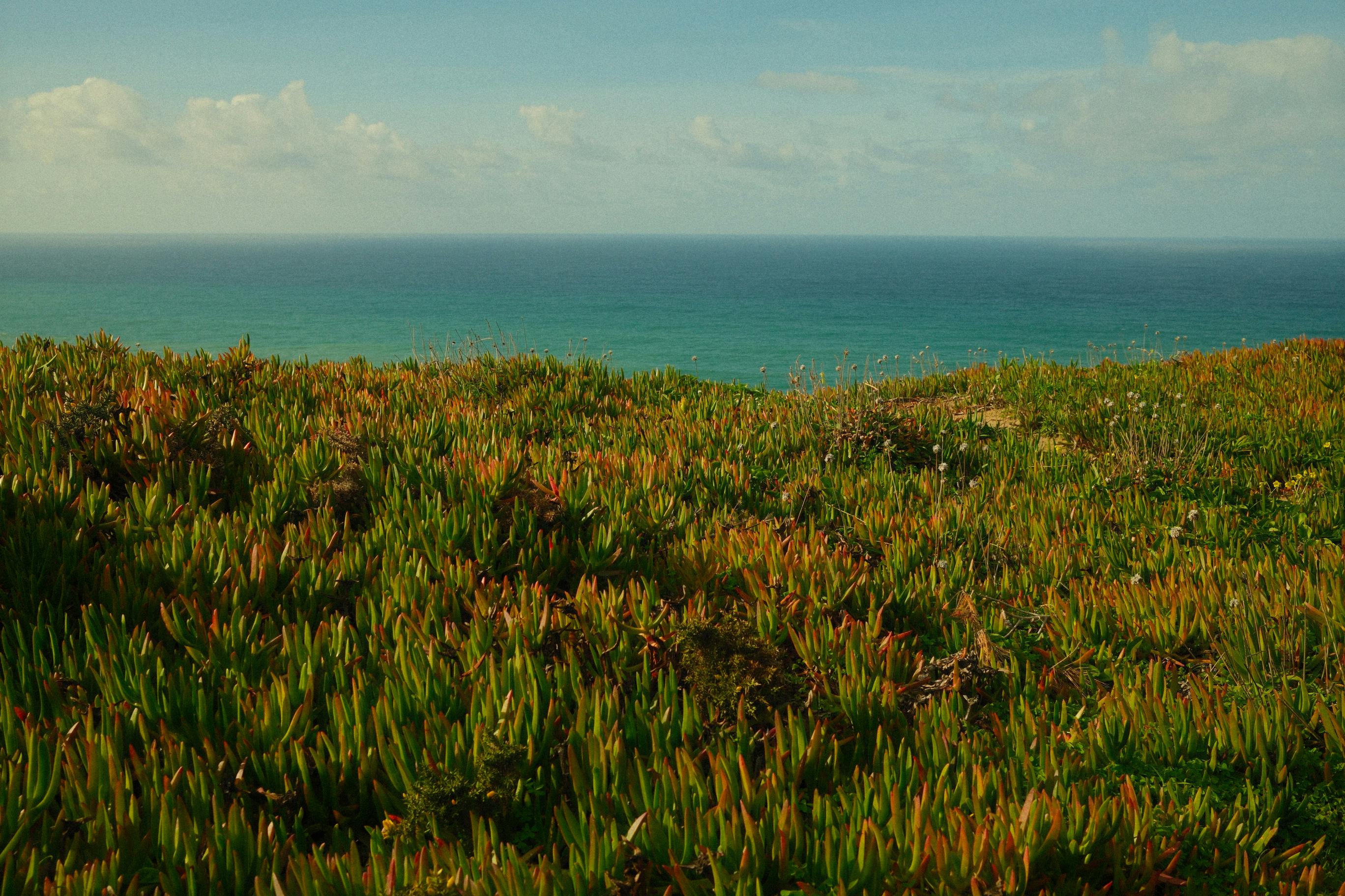 免费 探索葡萄牙里斯本科拉雷斯充满活力的沿海绿地，俯瞰大海。 素材图片