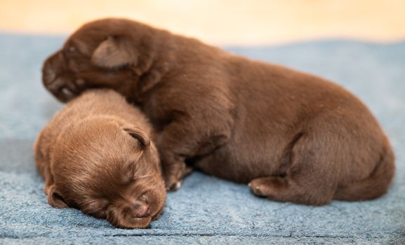 Close-up of two brown puppies sleeping on a soft blue surface.