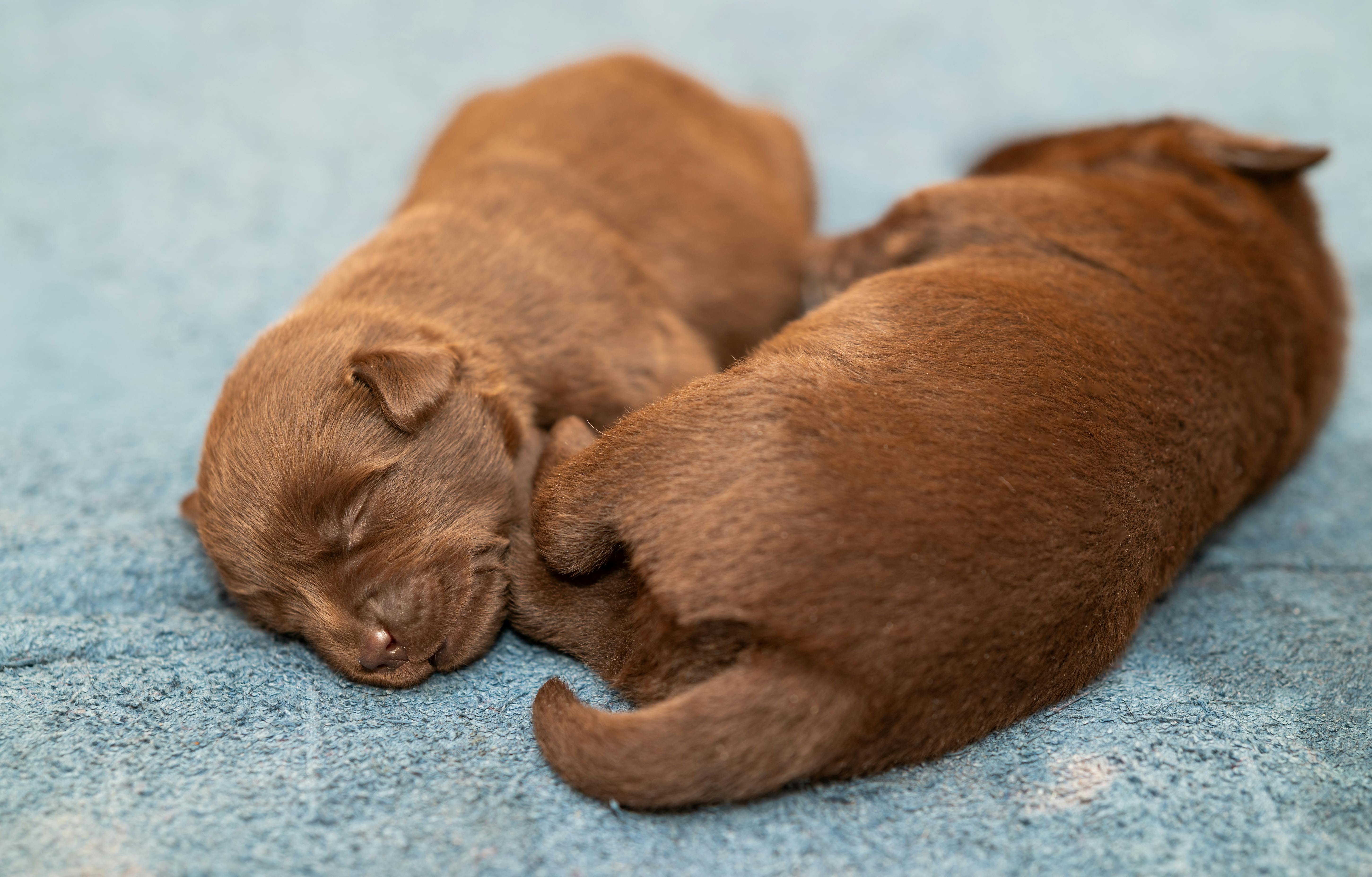 Gratis To søte brune valper sover fredelig på et blått teppe. Arkivbilde
