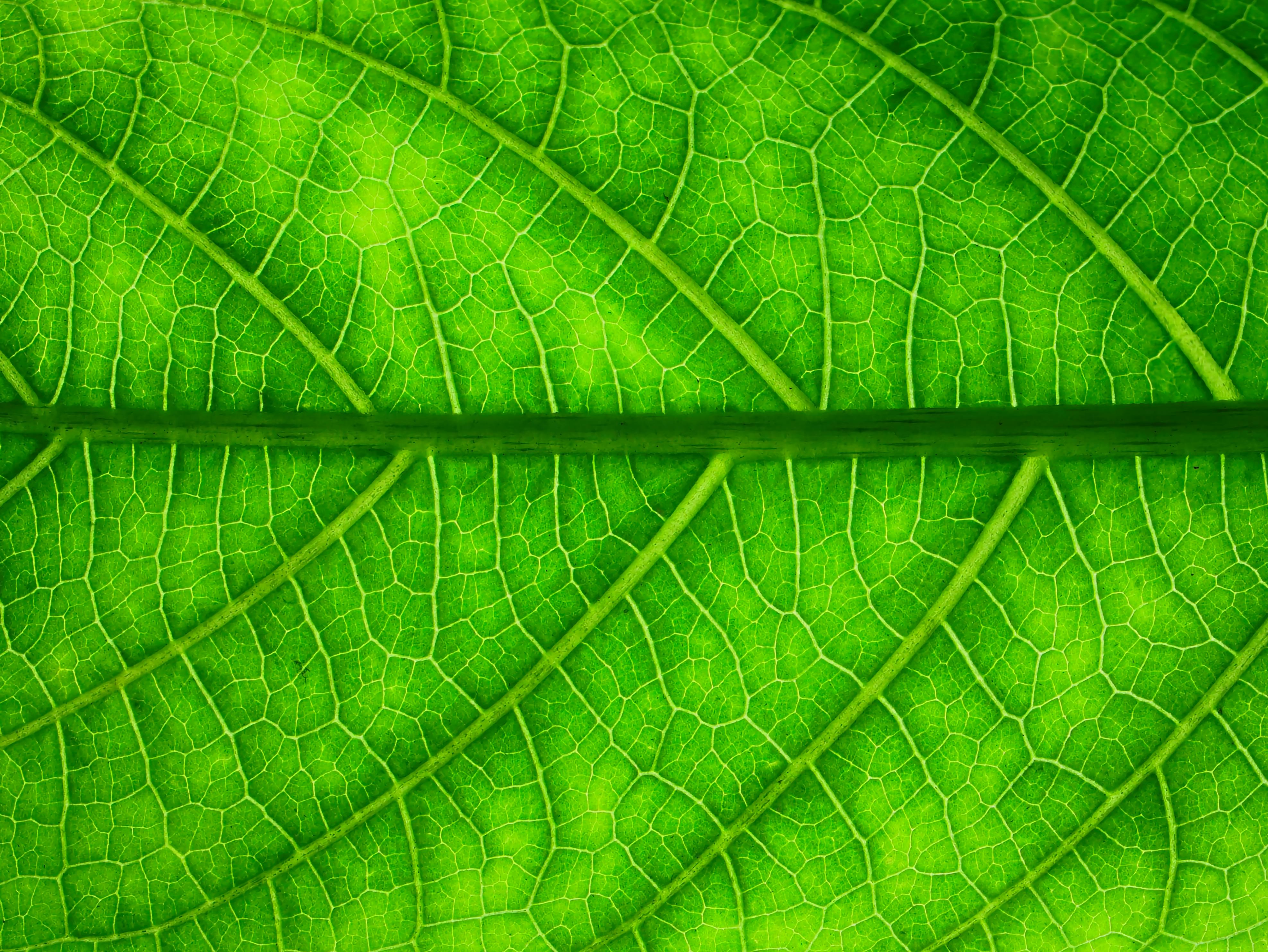 Kostnadsfria Kostnadsfri bild av 4k antenn, 4k naturligt, ådror Stock foto