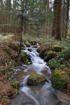 Tranquil stream flowing through a lush forest, enveloped by mossy rocks.