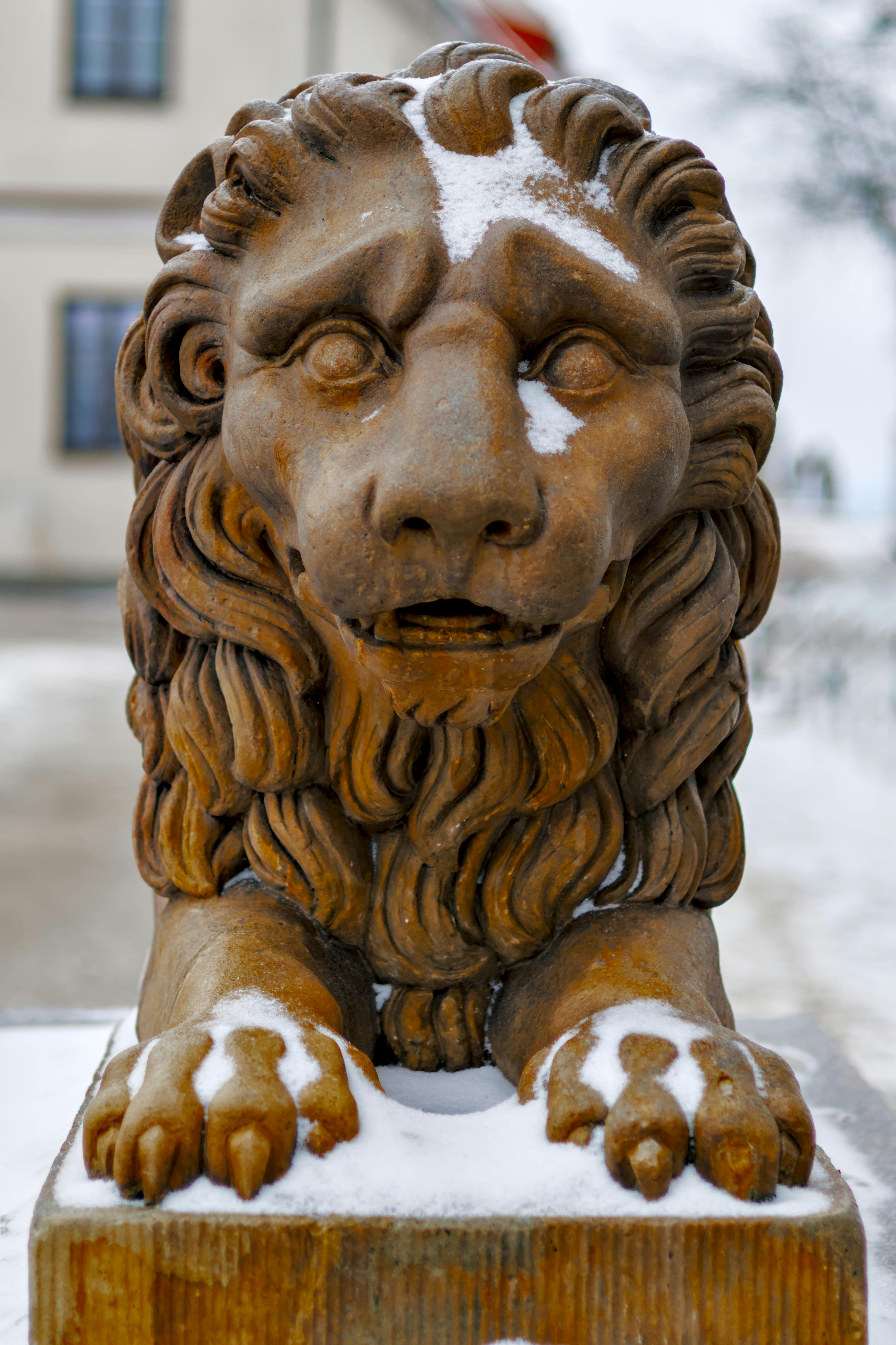 gratis Een sierlijk stenen leeuwenbeeld met sneeuwdetails in een winterse buitenomgeving. Stockfoto