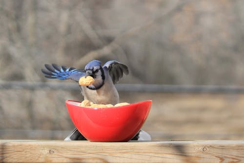 땅콩, 블루 제이, 새의 무료 스톡 사진