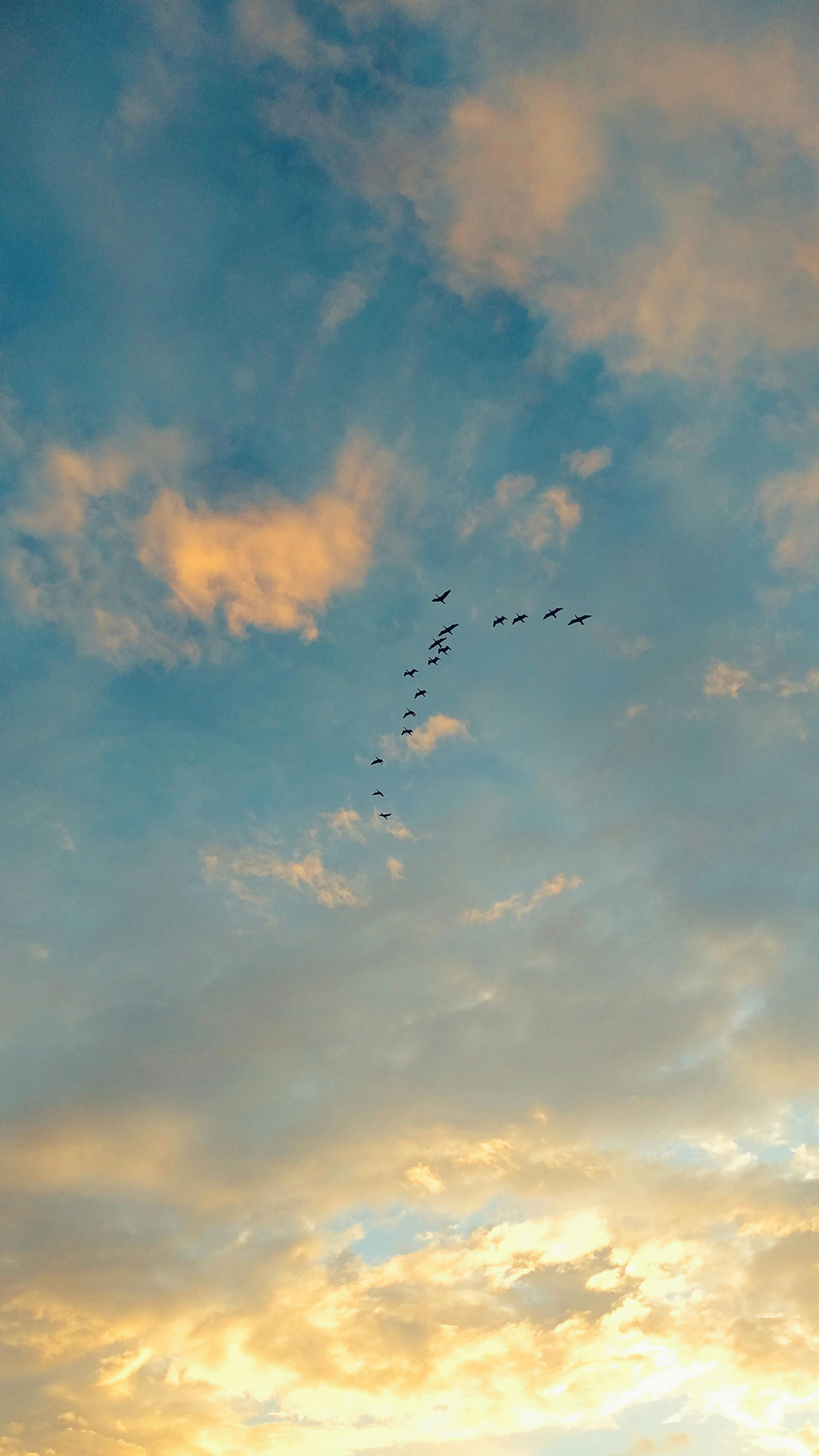 免费 夕阳西下，鸟儿飞翔，构成了一幅宁静而又壮丽的景象。 素材图片