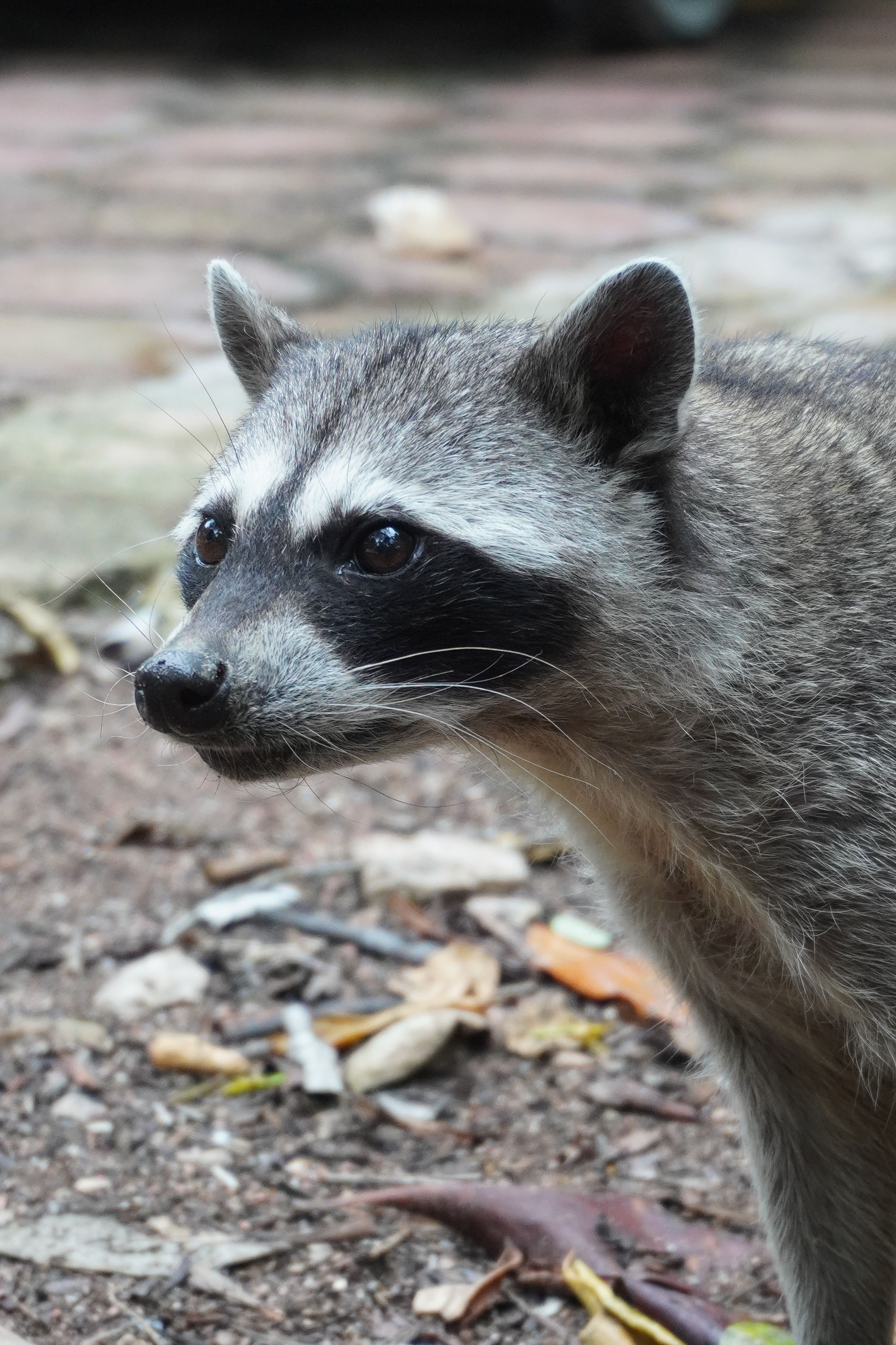 Close-up of a Raccoon in Yucatán, Mexico · Free Stock Photo