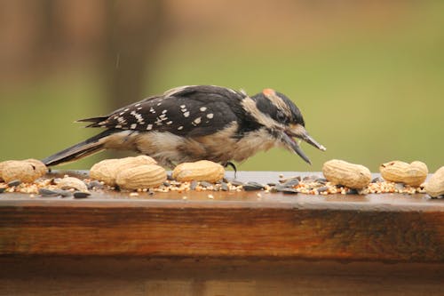 딱따구리, 땅콩, 새의 무료 스톡 사진