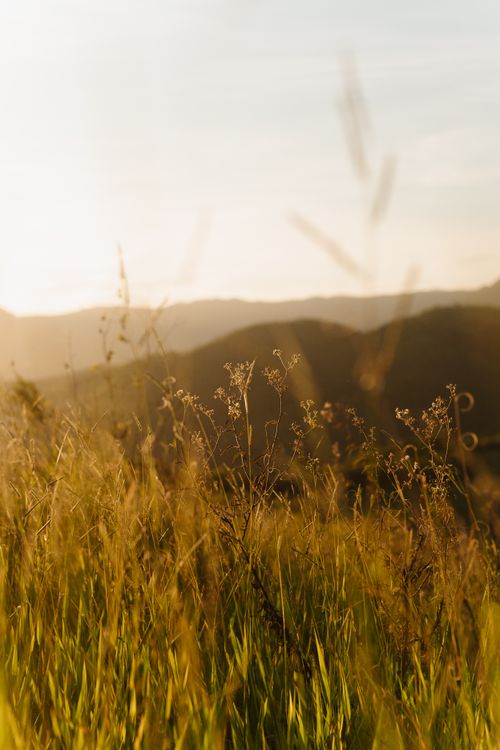Free A peaceful countryside scene at sunset with golden fields and distant hills in silhouette. Stock Photo