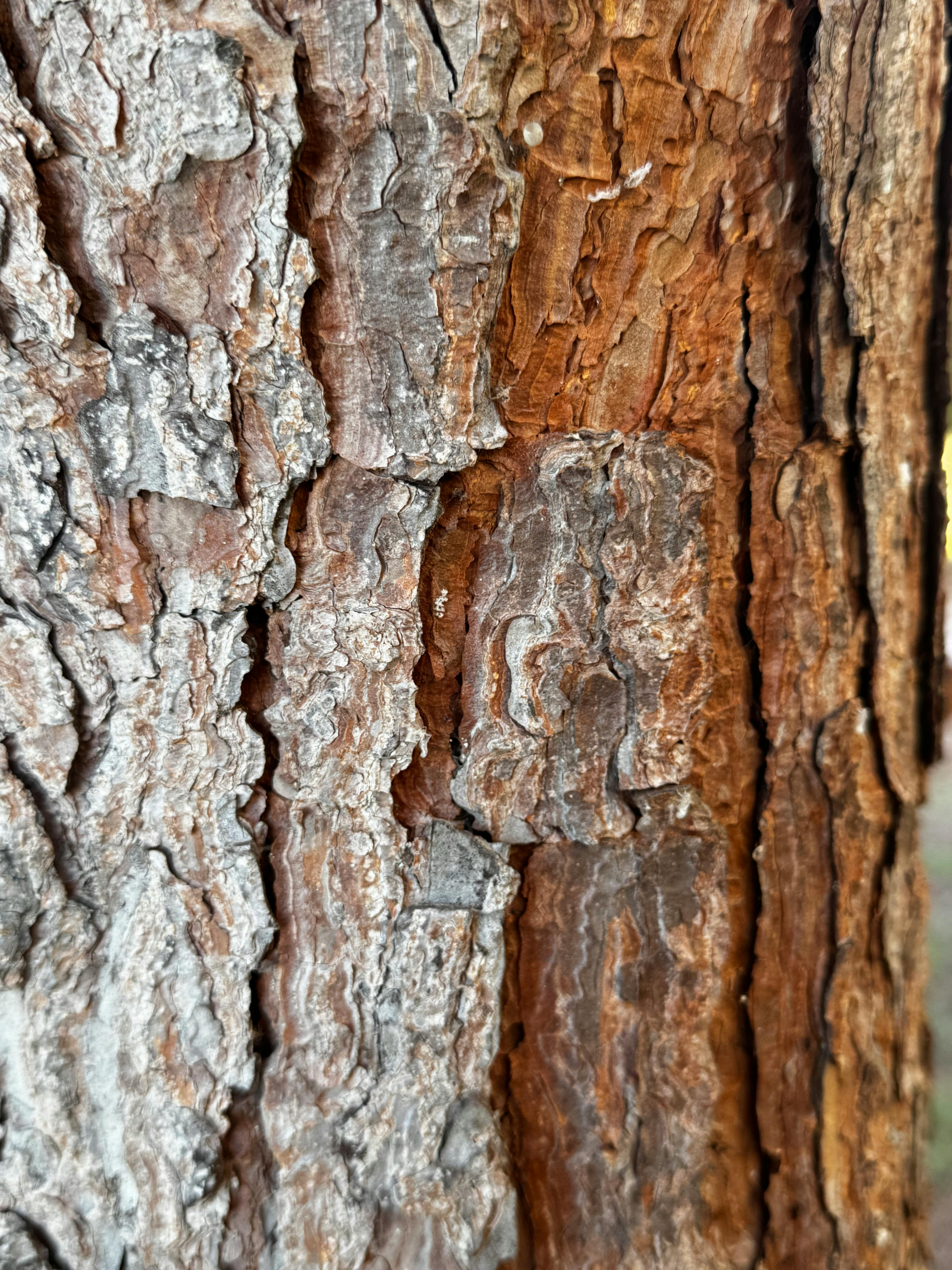 Gratuit Prim-plan detaliat al scoarței unui copac, prezentând texturi naturale și culori pământii. Fotografie de stoc