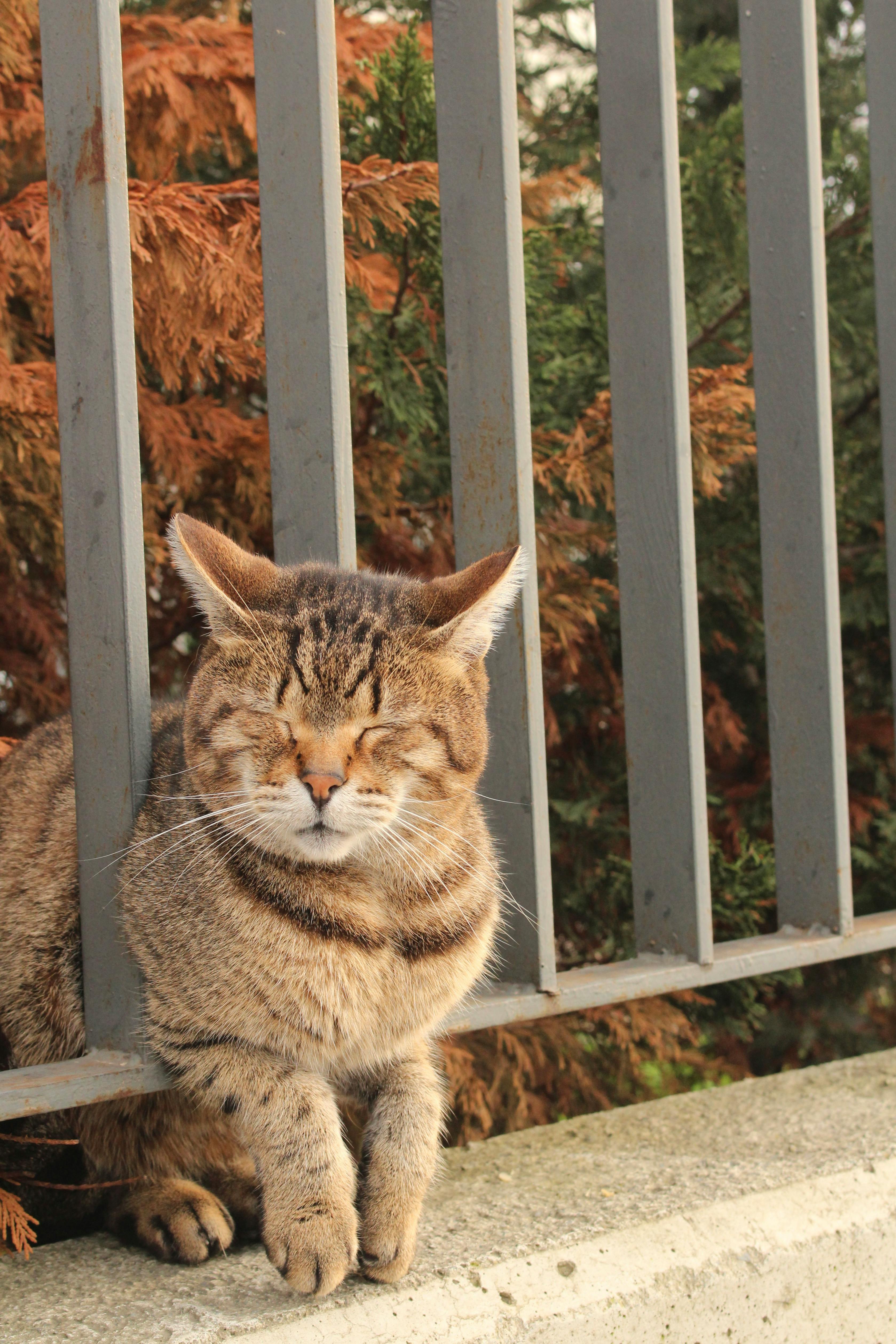 ingyenes Egy cirmos macska békésen ül csukott szemmel egy napsütéses napon egy fémkerítés mellett. Stockfotó
