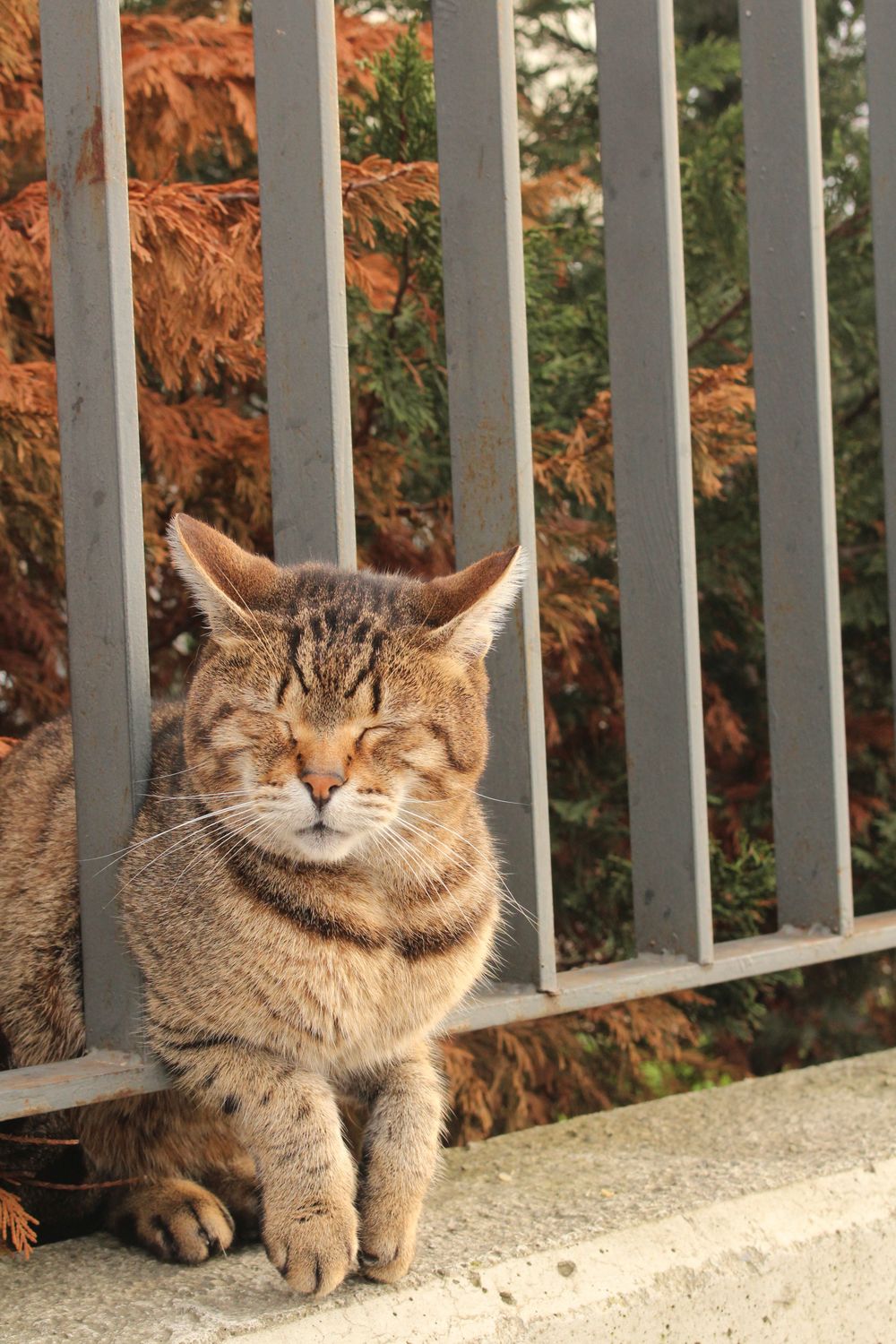 Tabby Cat Relaxing by a Fence Outdoors · Free Stock Photo