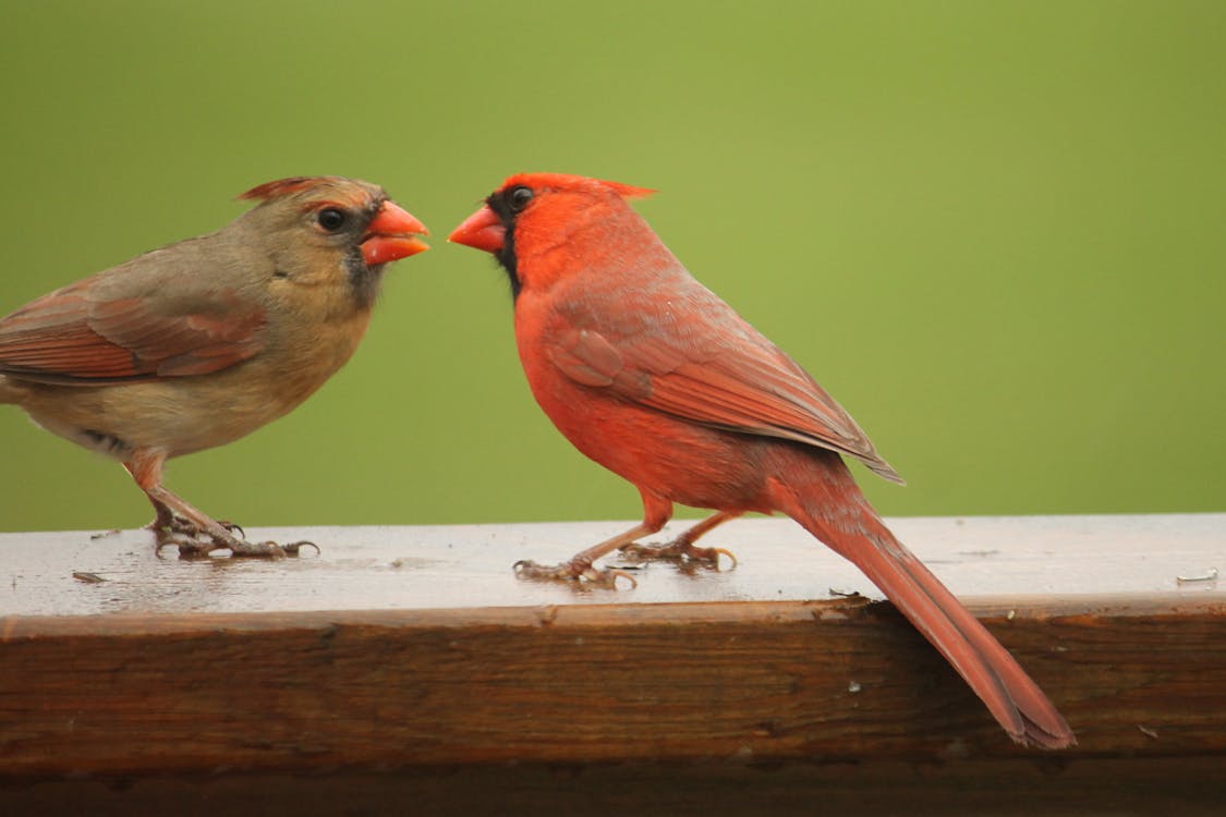 Free stock photo of birds, female, male